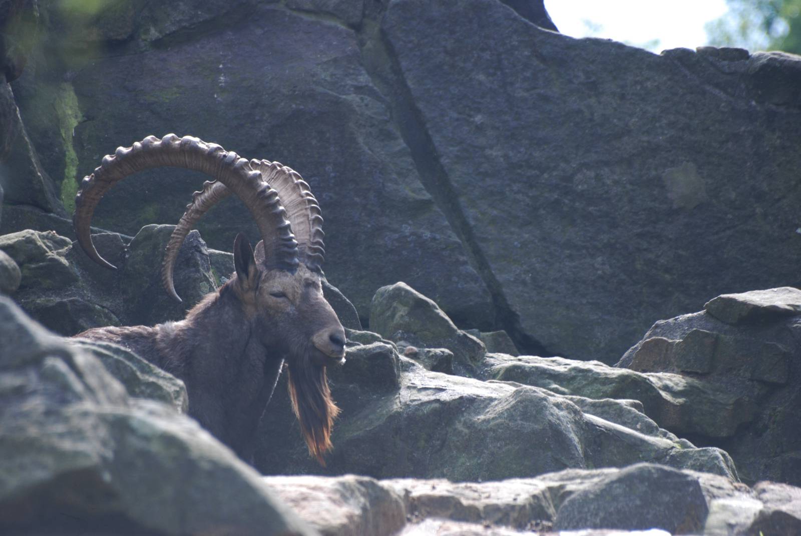 Siberian Ibex at Berlin Zoo, 31/08/11