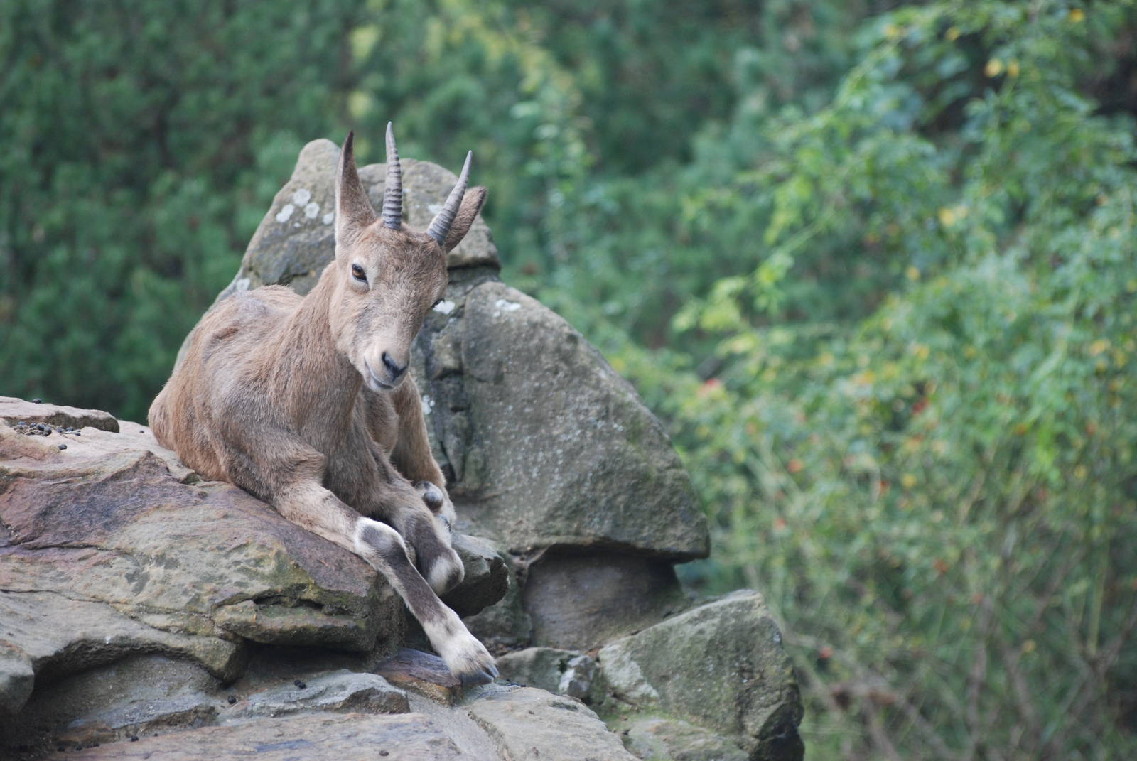 Siberian Ibex at Berlin Zoo, 31/08/11