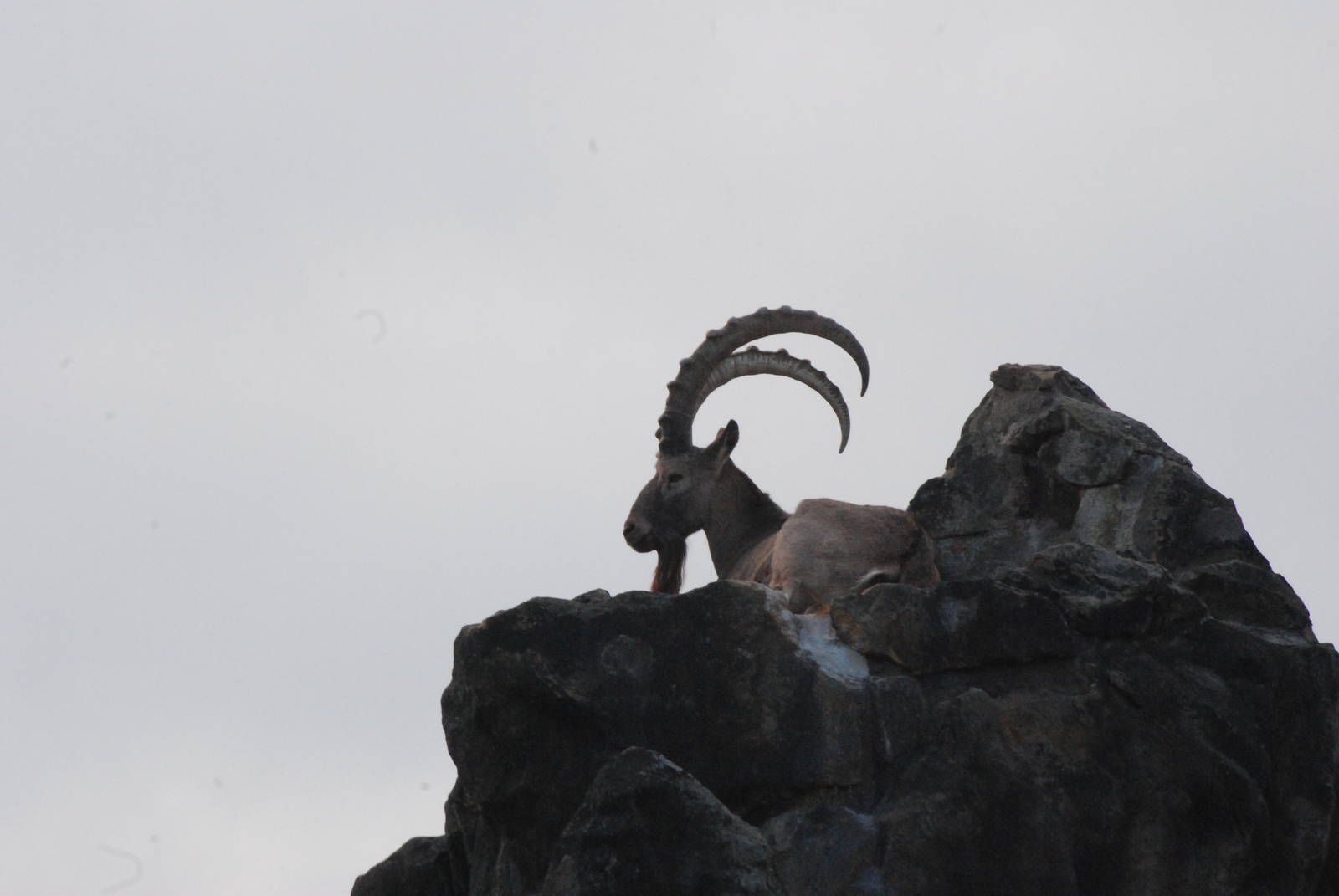 Siberian Ibex at Berlin Zoo, 31/08/11