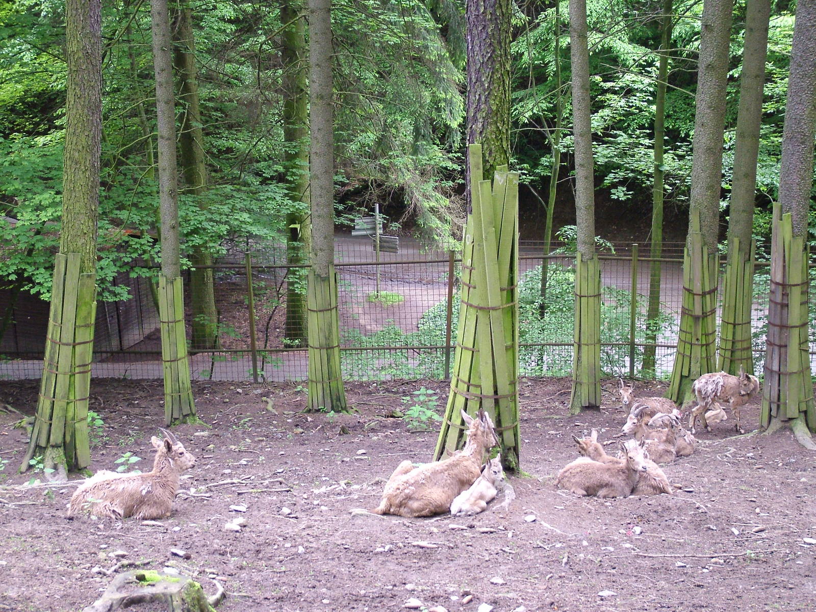 Siberian Ibex at Olomouc 30/05/10