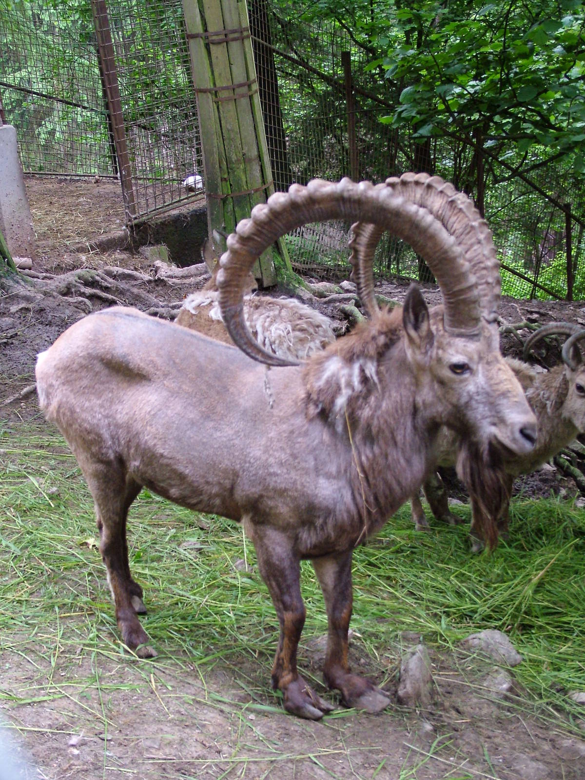 Siberian Ibex at Olomouc 30/05/10
