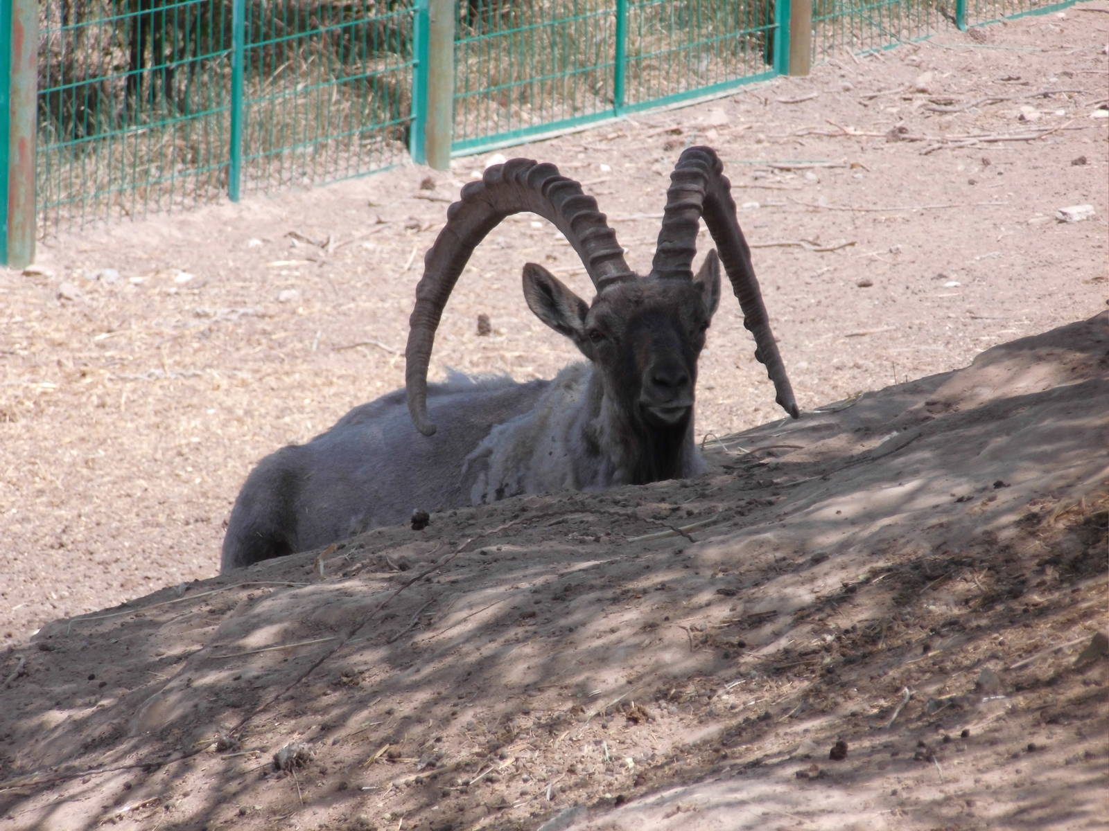 Siberian ibex at Qinghai-Tibet Plateau Wildlife zoo 2014-5-15