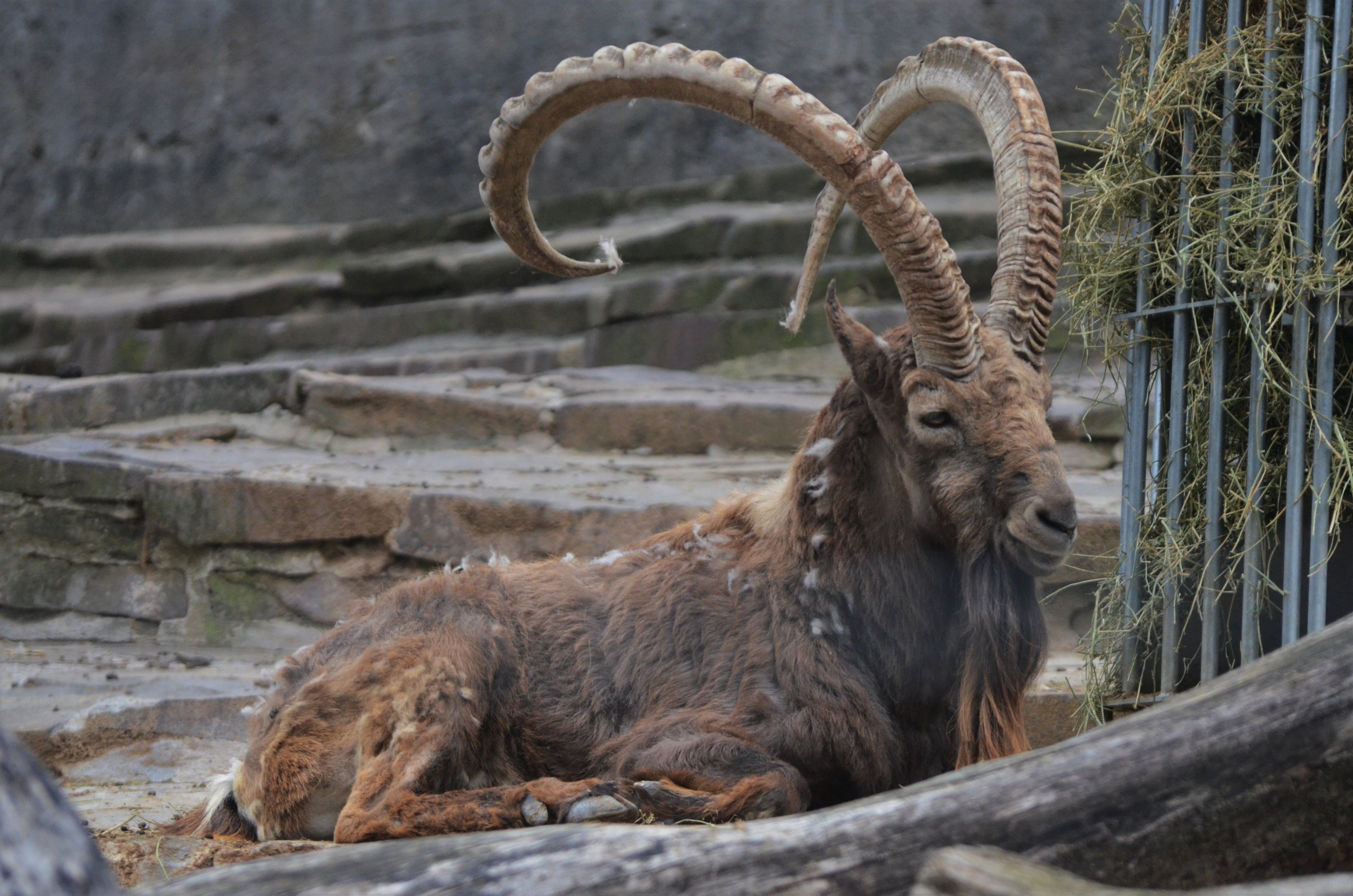 Siberian Ibex at Wuppertal, 16/06/19