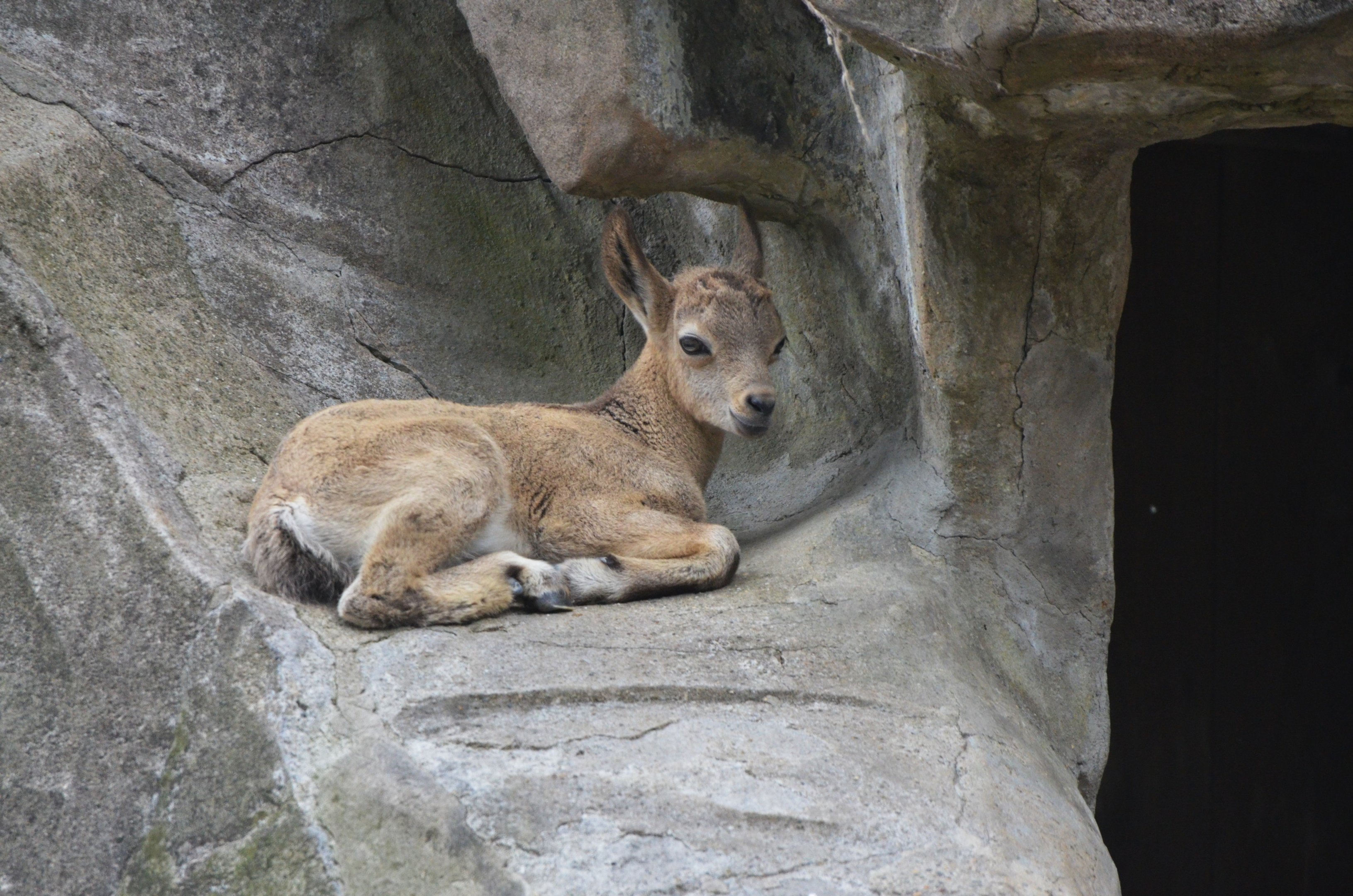 Siberian Ibex at Wuppertal, 16/06/19