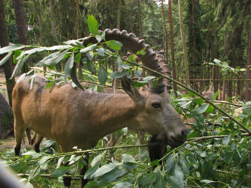 Siberian ibex at Zoo Olomouc