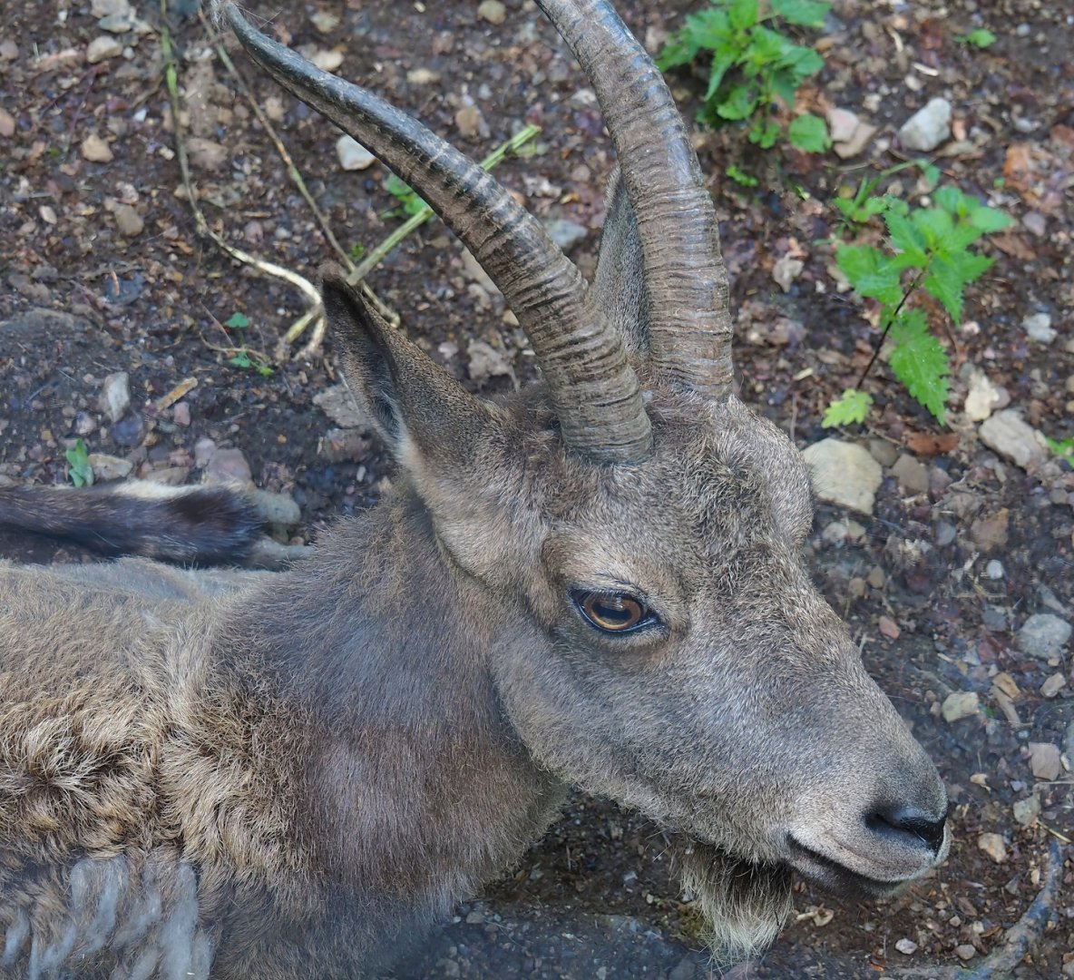 Siberian ibex (Capra sibirica), 2023-06-24