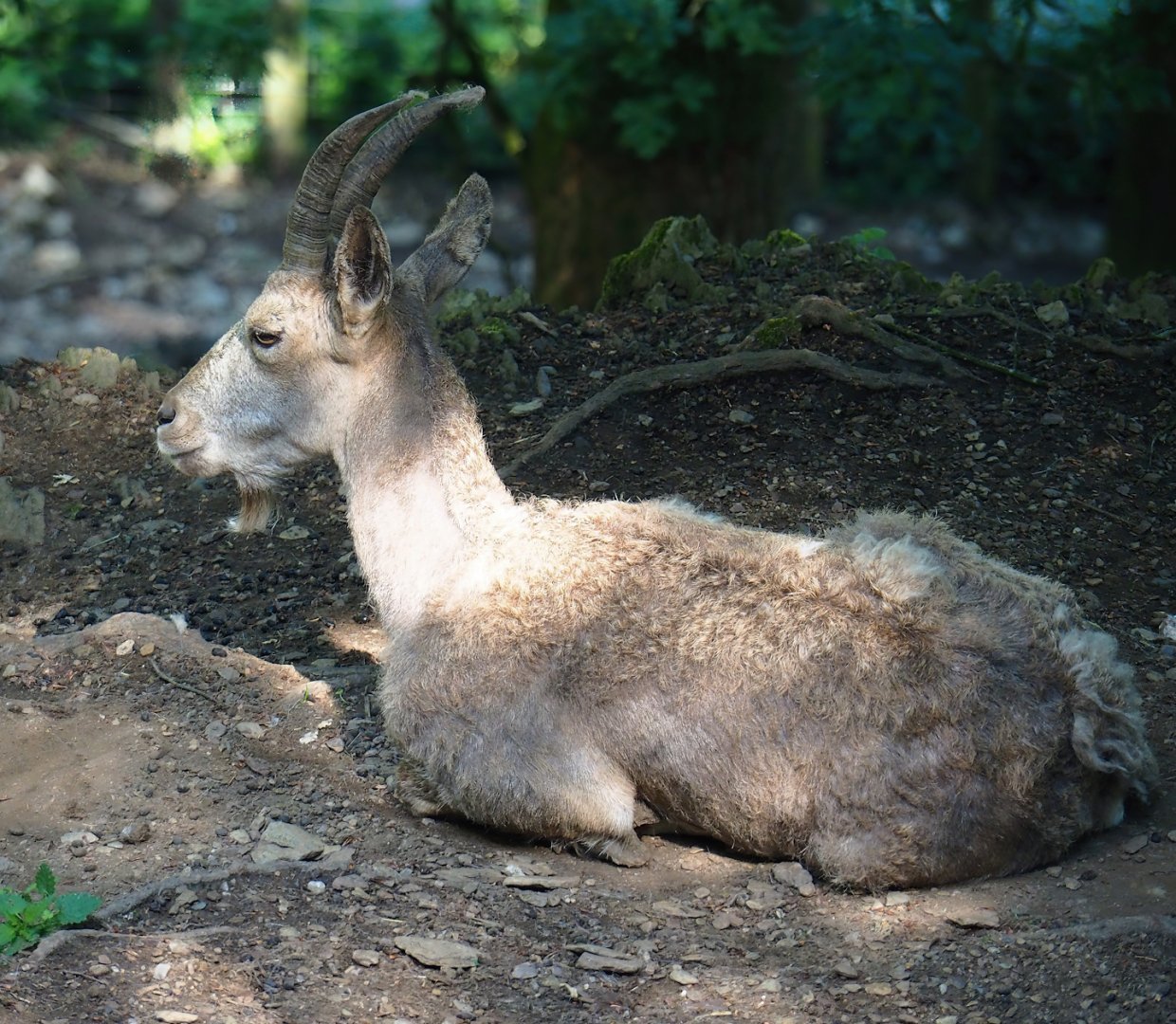 Siberian ibex (Capra sibirica), 2023-06-24