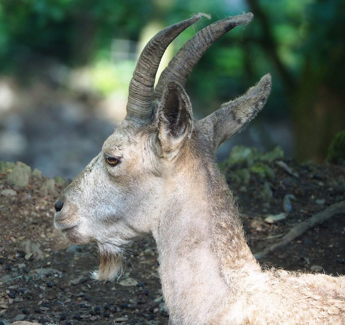 Siberian ibex (Capra sibirica), 2023-06-24