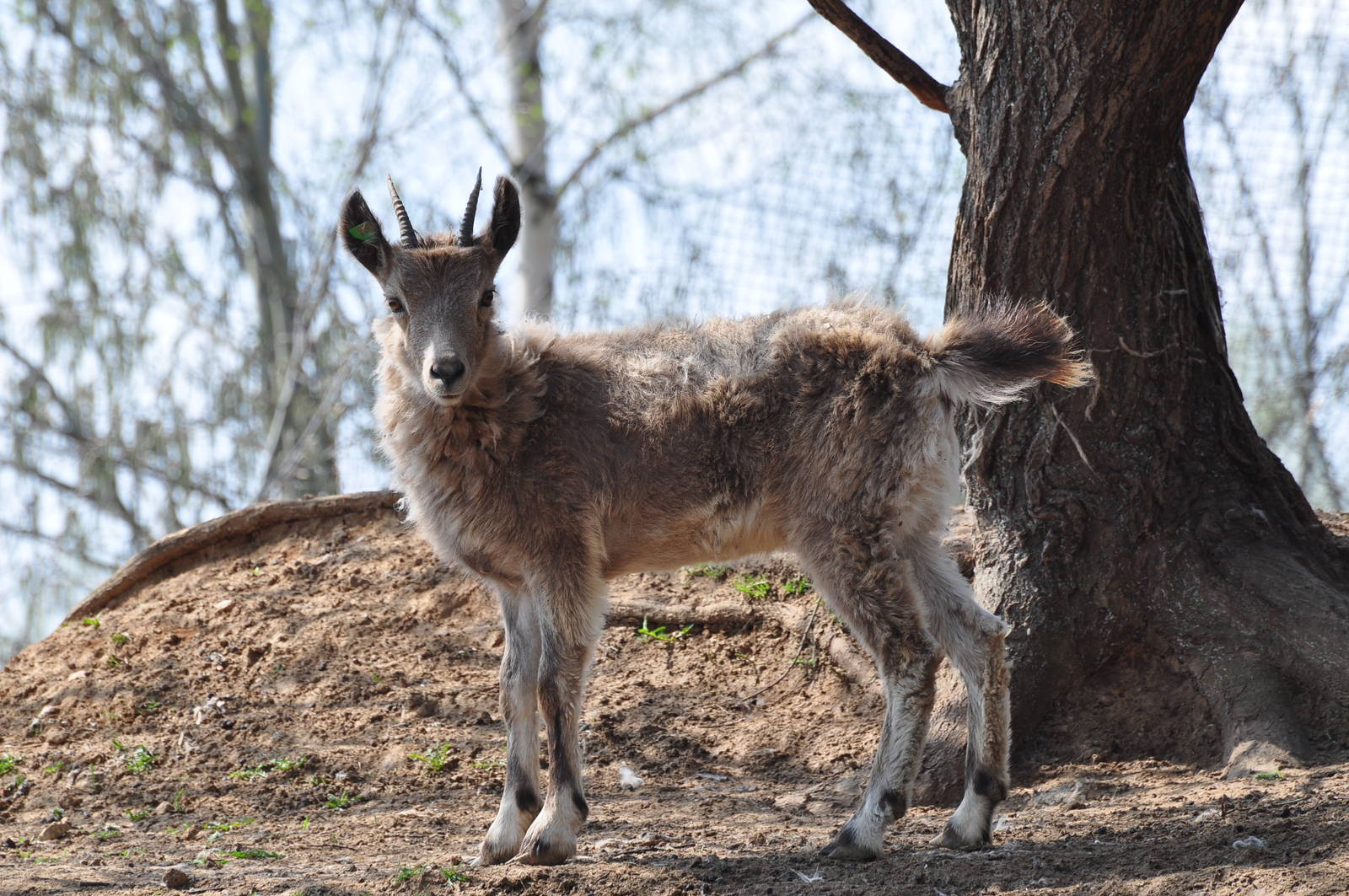 Siberian ibex/ Capra sibirica alaiana