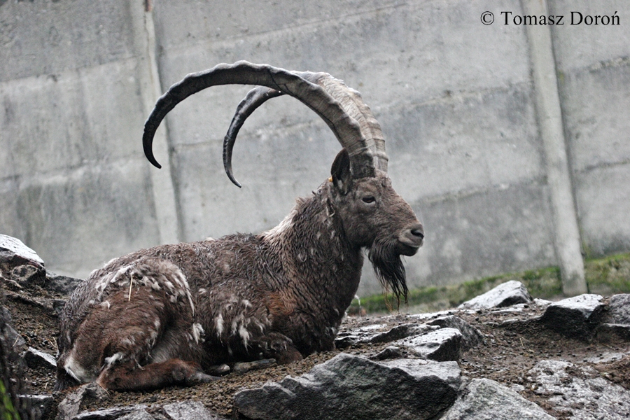 Siberian Ibex (Capra sibirica / Capra ibex sibirica) - male