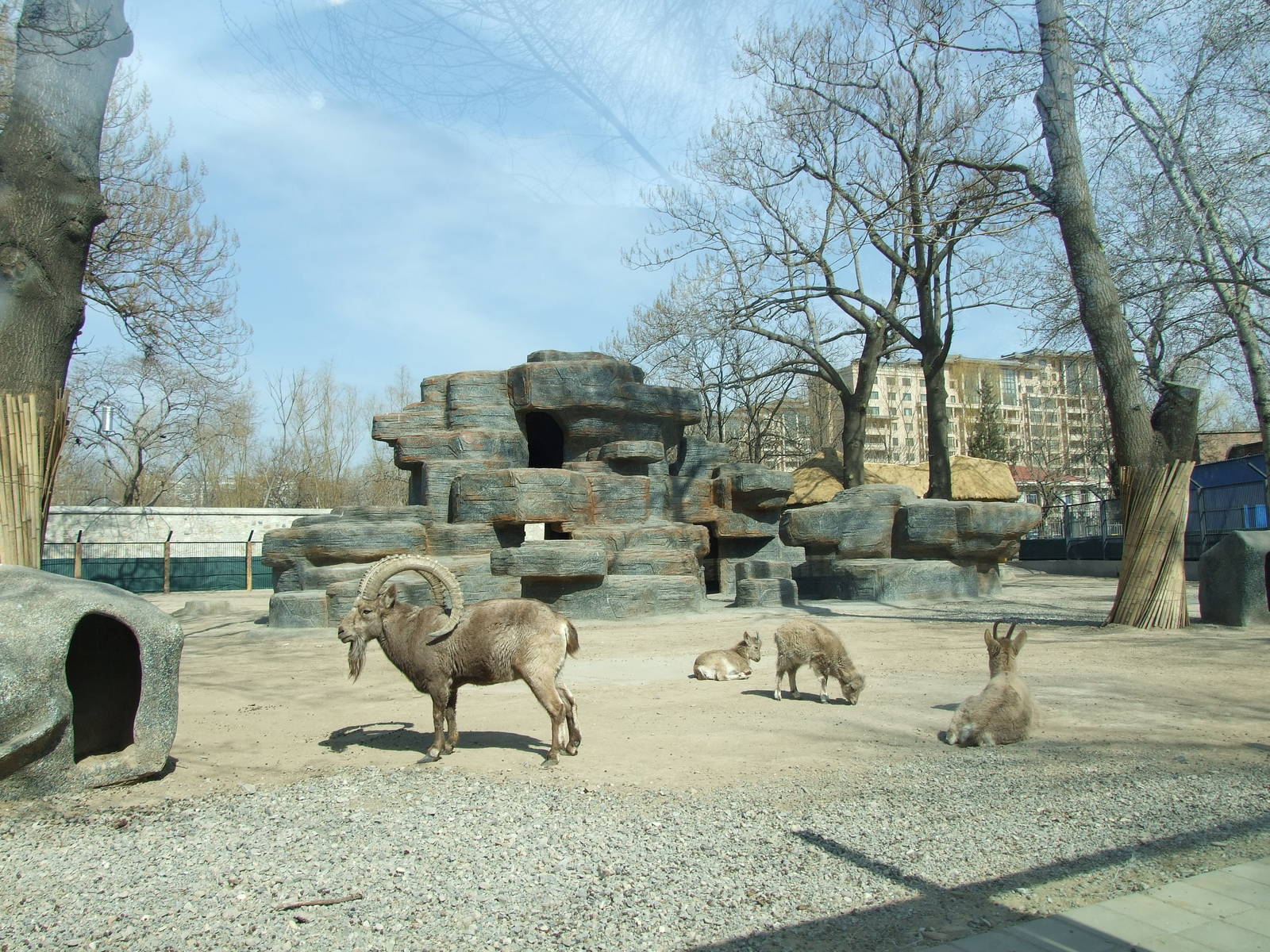 Siberian ibex (Capra sibirica) exhibit
