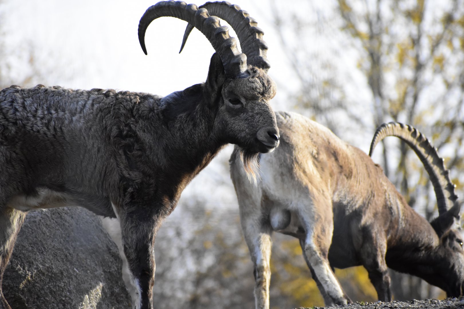 Siberian Ibex (Capra sibirica) in Zoo Tallinn