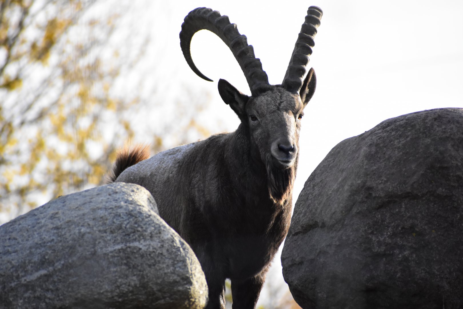 Siberian Ibex (Capra sibirica) in Zoo Tallinn