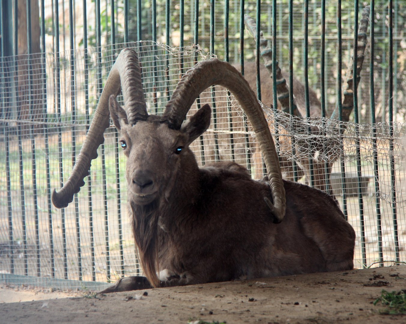 Siberian ibex (Capra sibirica) ssp ID?