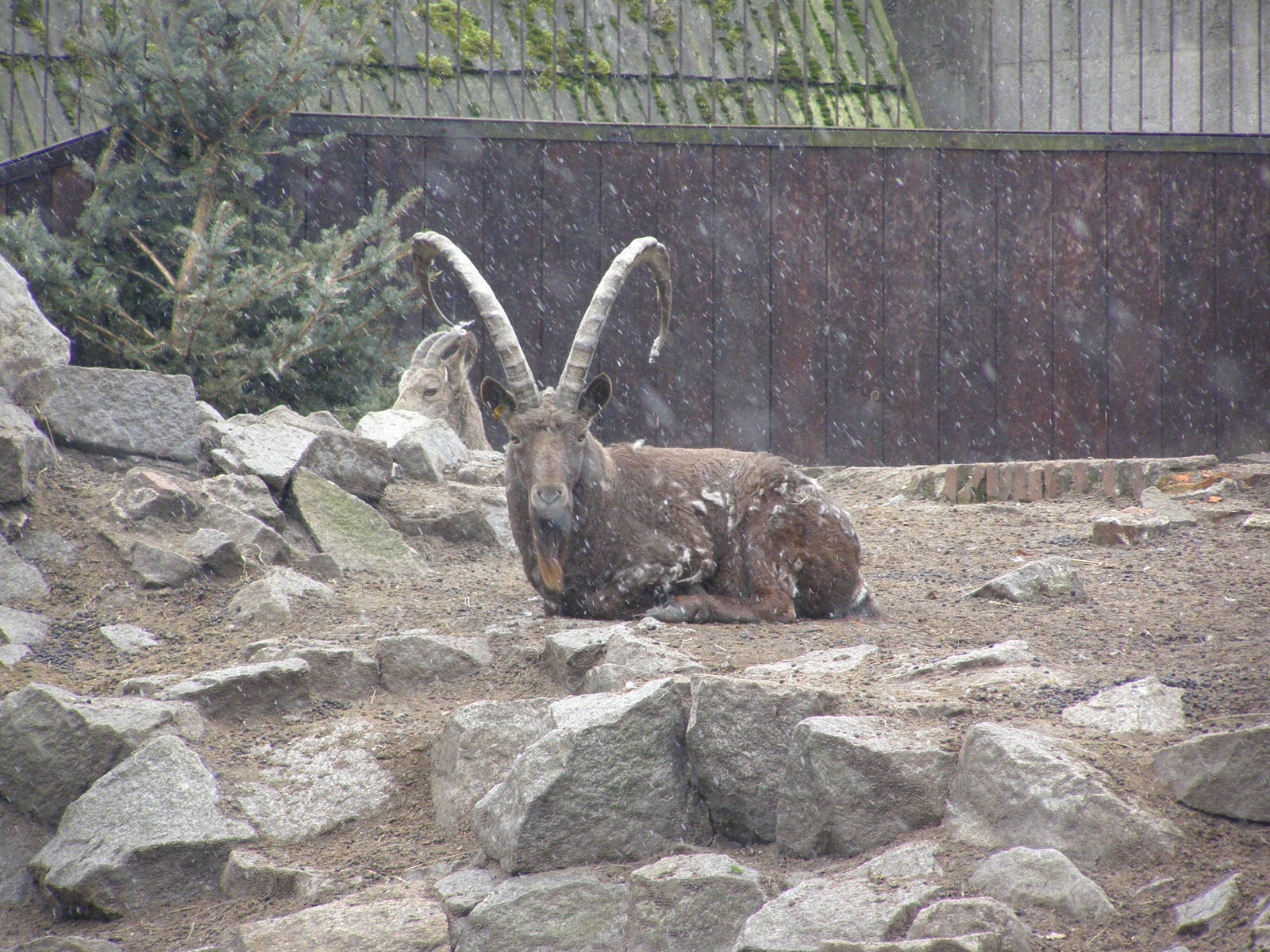 Siberian ibex (Capra sibirica)