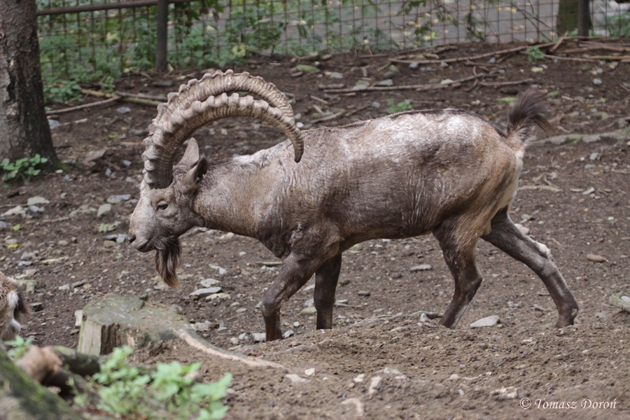 Siberian Ibex (Capra sibirica)