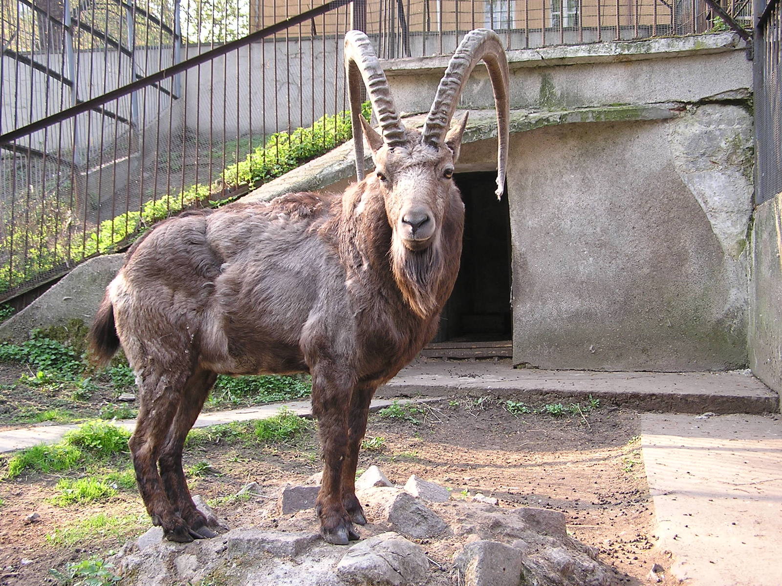 Siberian ibex/ Capra sibirica