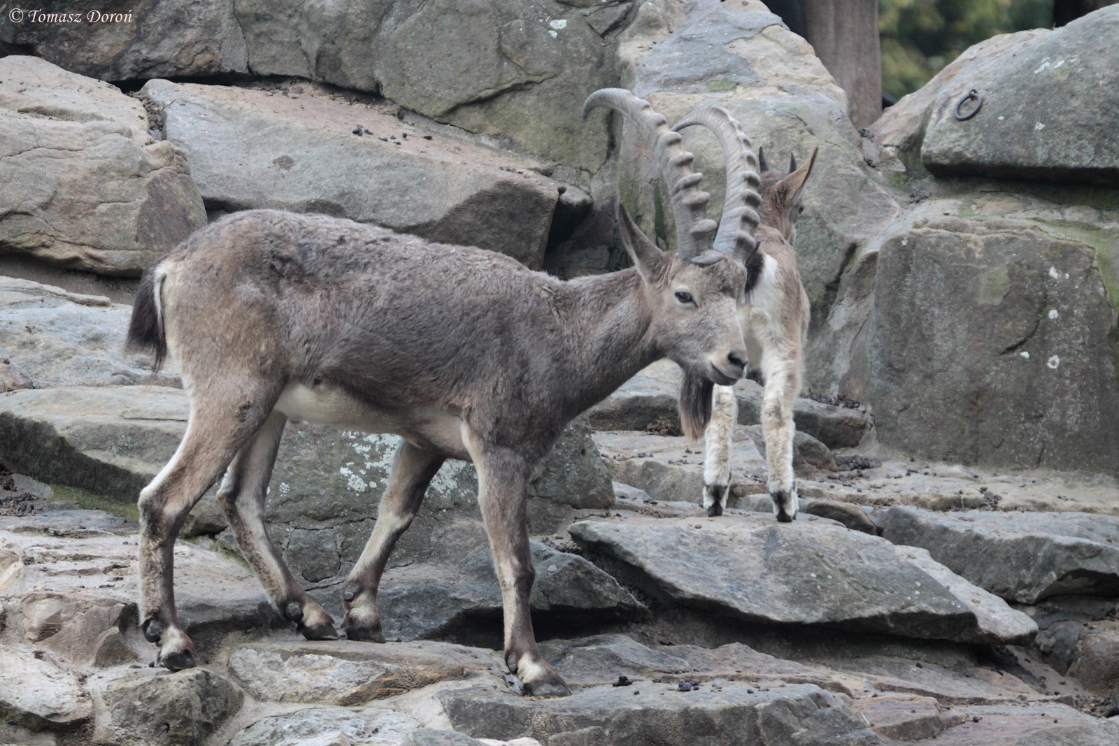 Siberian Ibex (Capra sibirica)