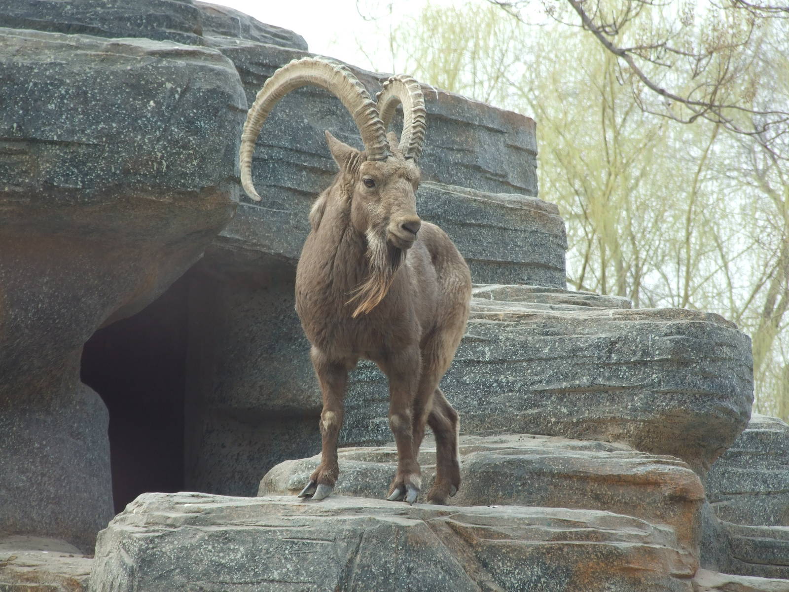 Siberian ibex (Capra sibirica)