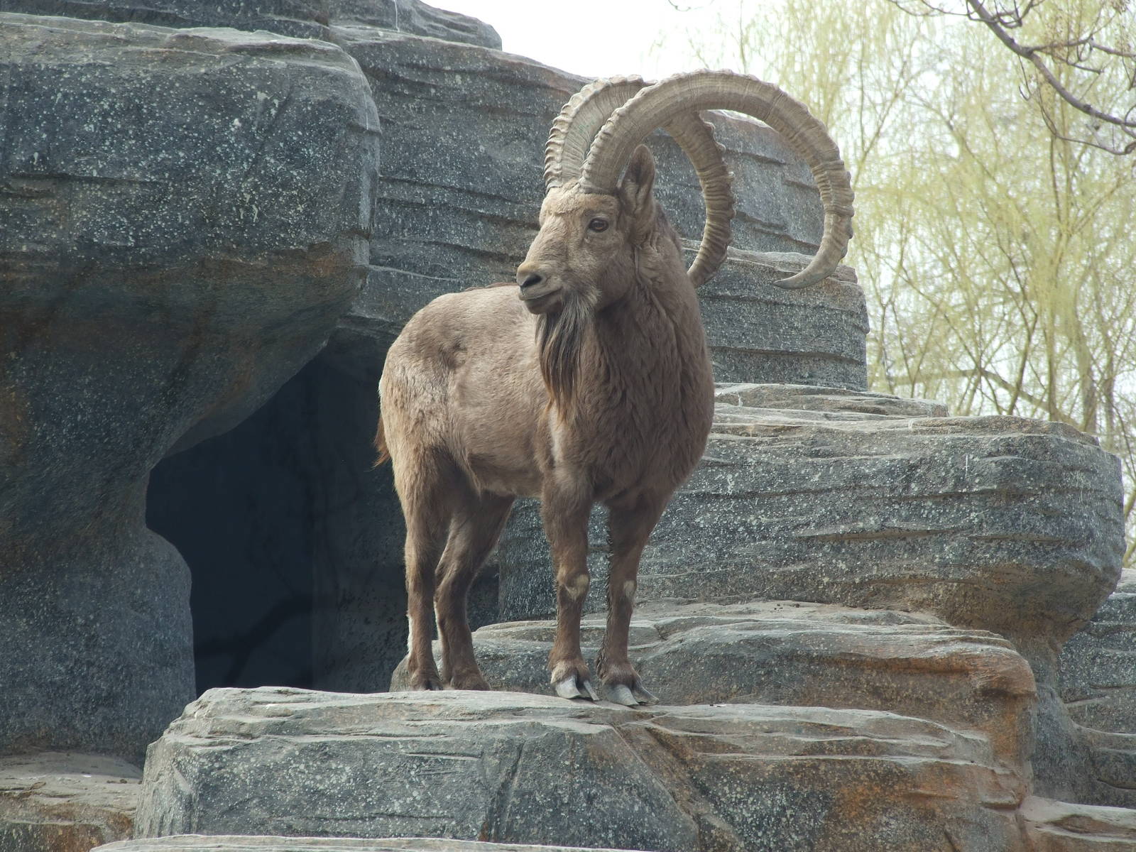 Siberian ibex (Capra sibirica)