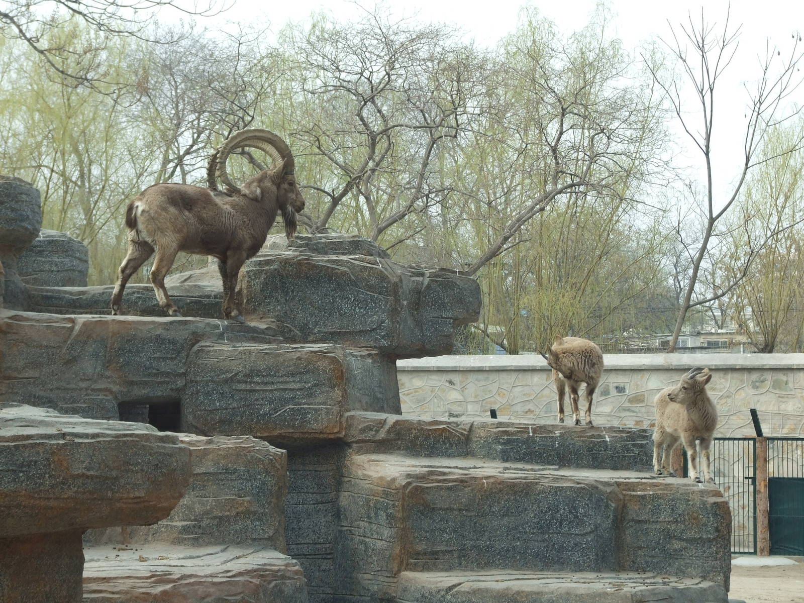 Siberian ibex (Capra sibirica)