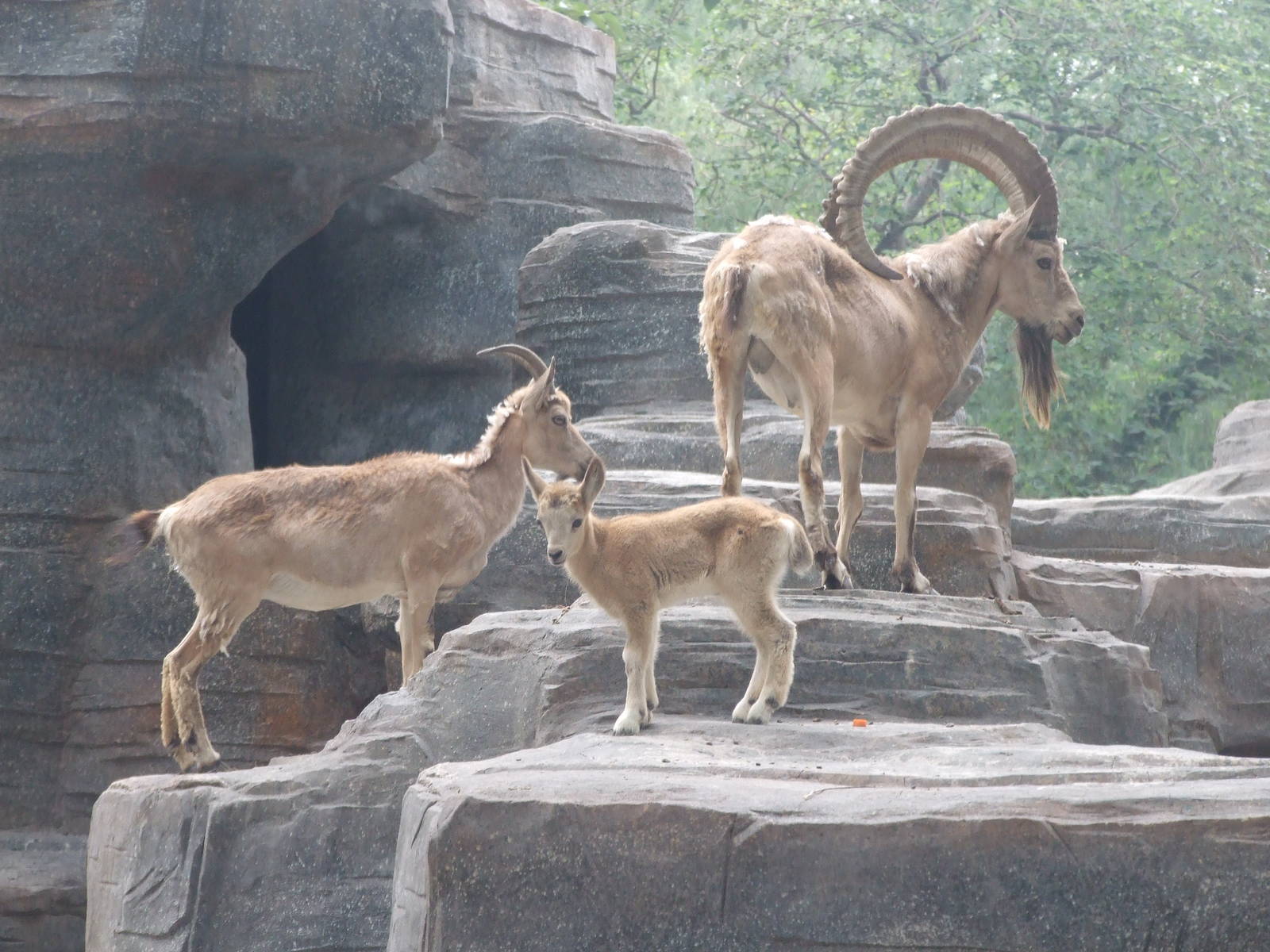 Siberian ibex (Capra sibirica)