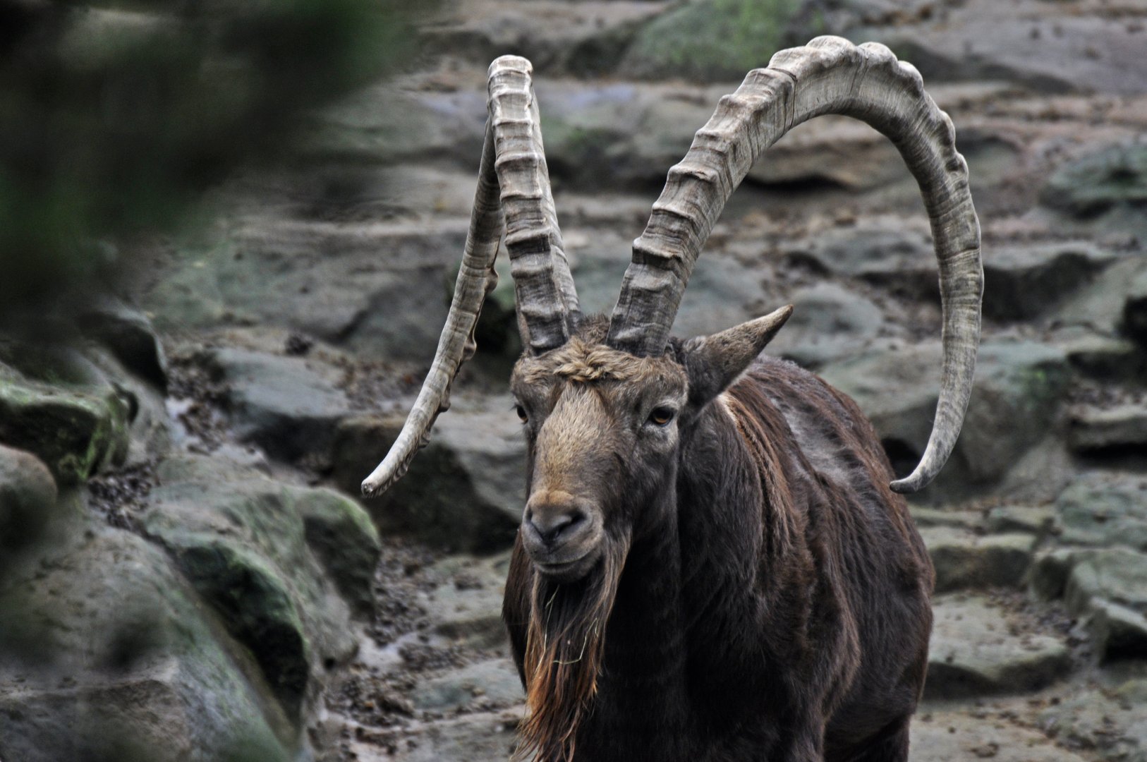 Siberian ibex (Capra sibirica)