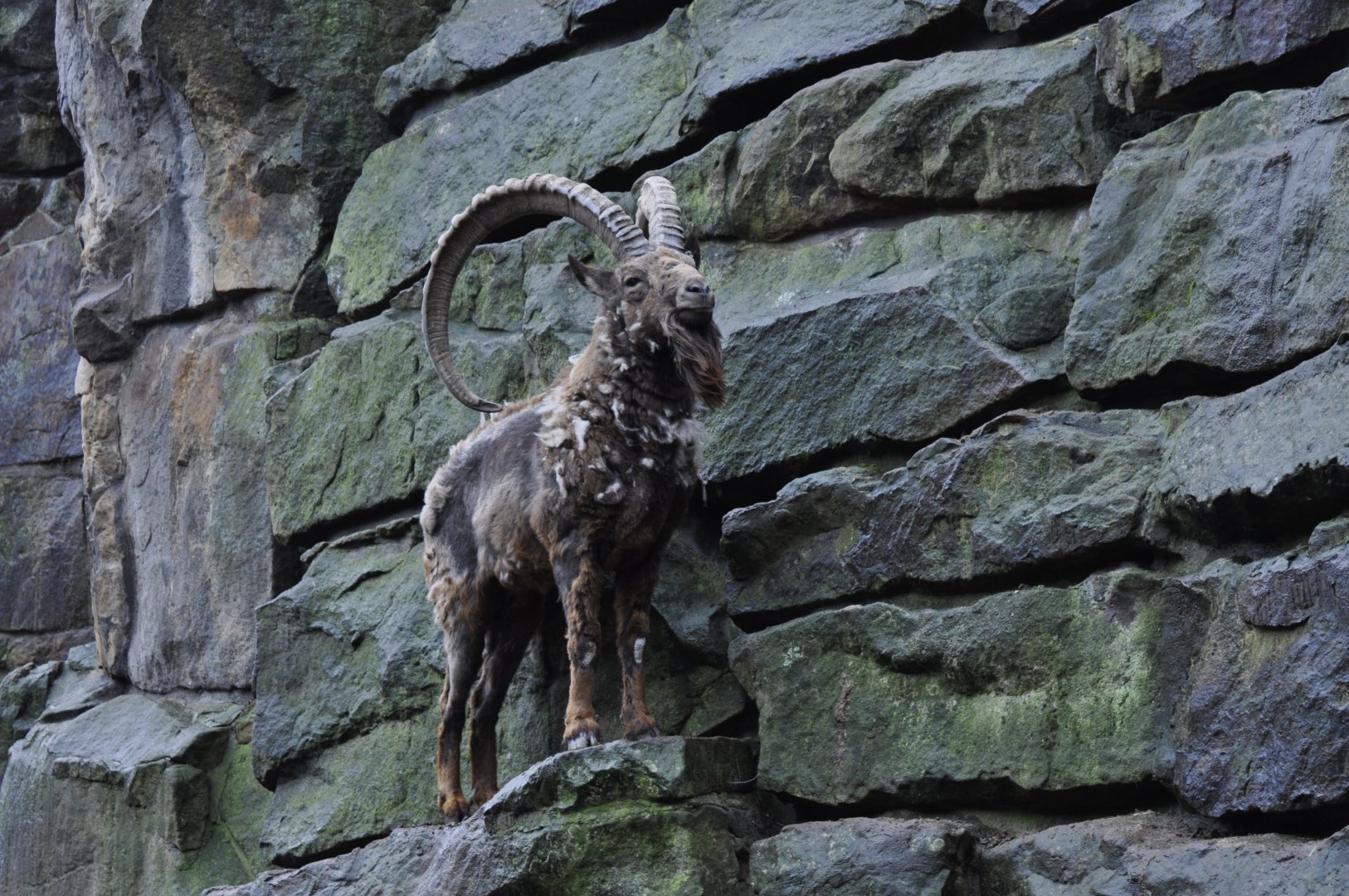 Siberian ibex (Capra sibirica)