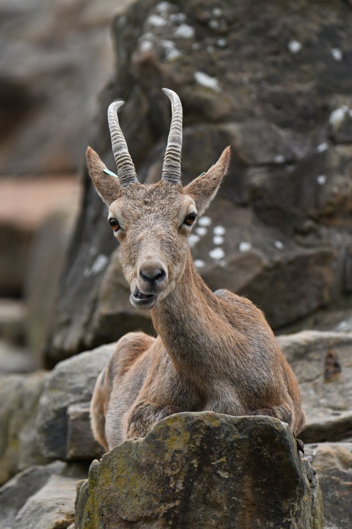 Siberian ibex (Capra sibirica)