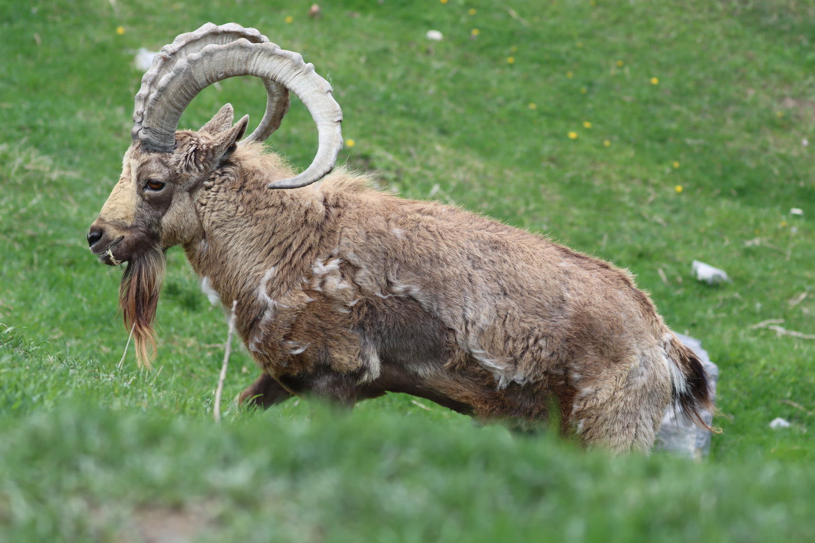 Siberian ibex (Capra sibirica)