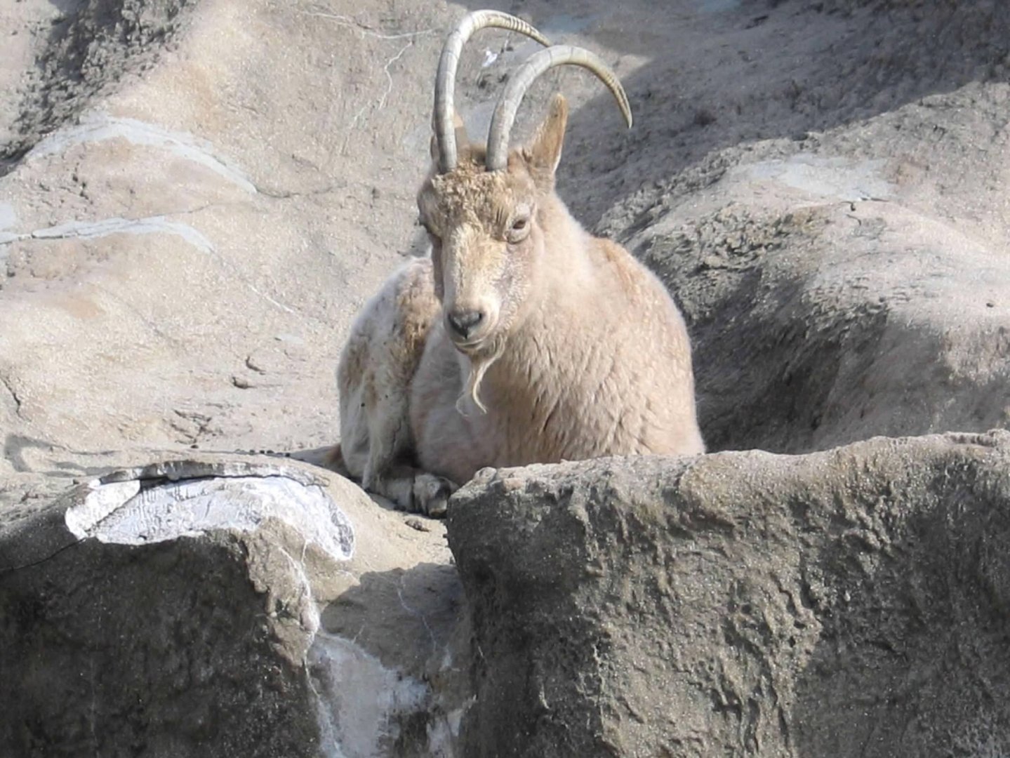 Siberian Ibex (Capra sibirica)