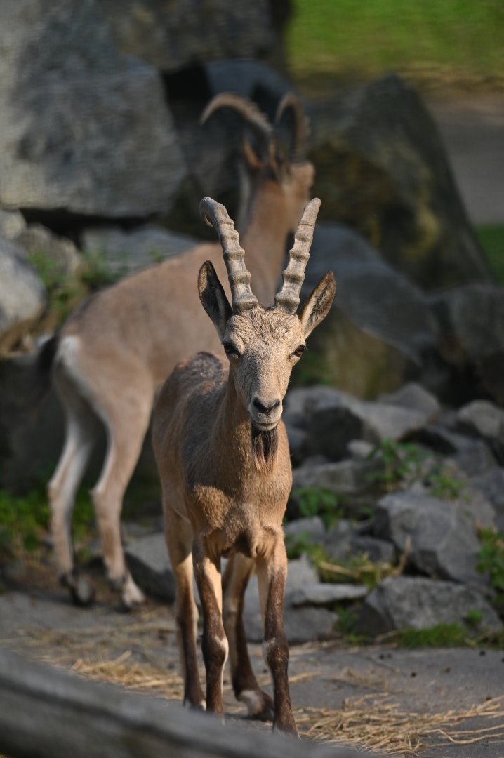 Siberian ibex (Capra sibirica)