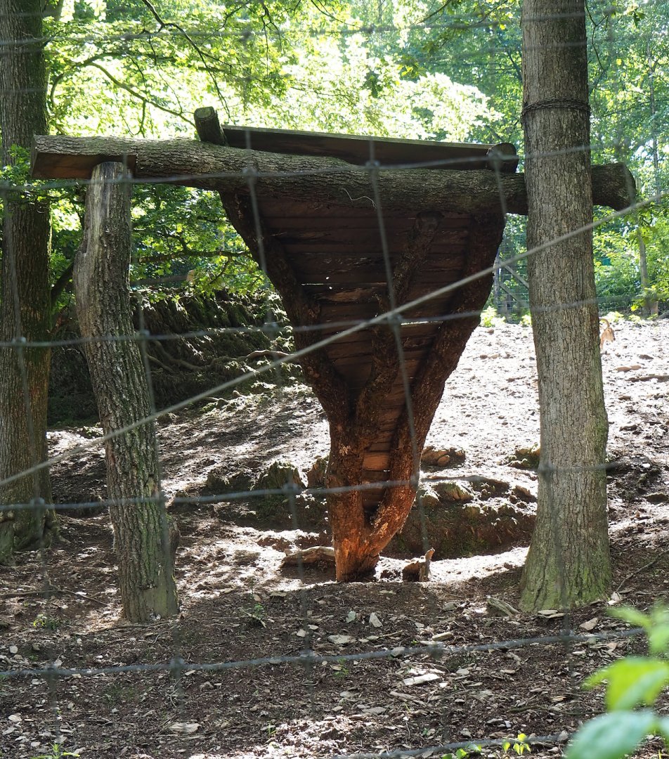 Siberian ibex climbing structure, 2023-06-24