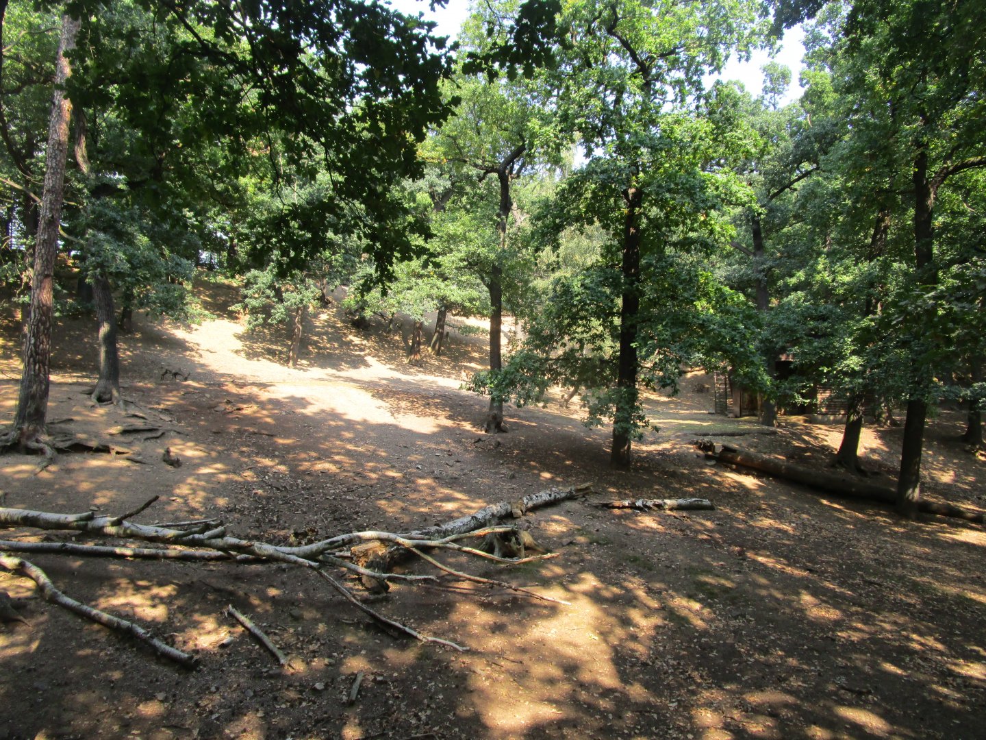 Siberian Ibex Enclosure