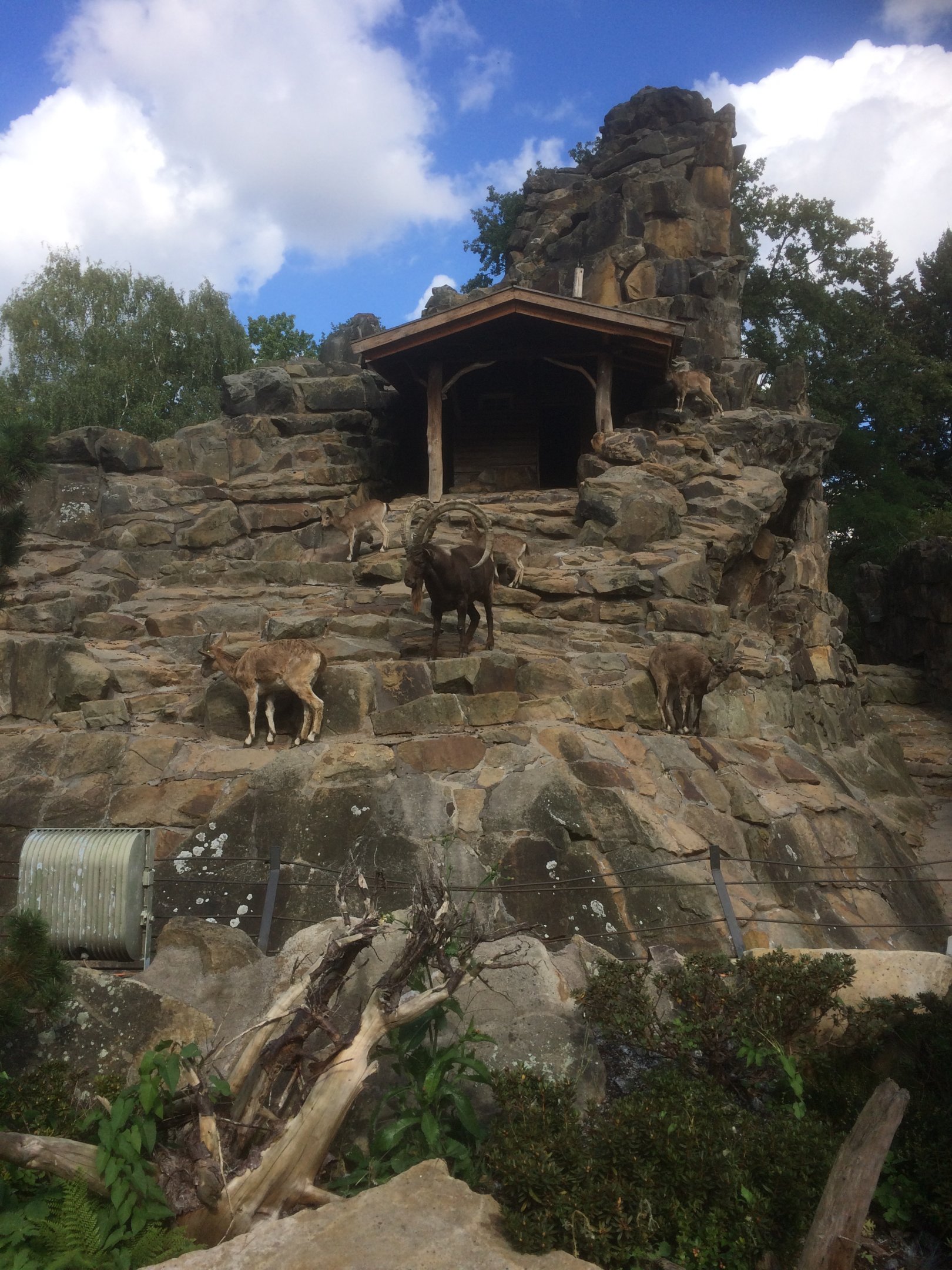 Siberian ibex enclosure