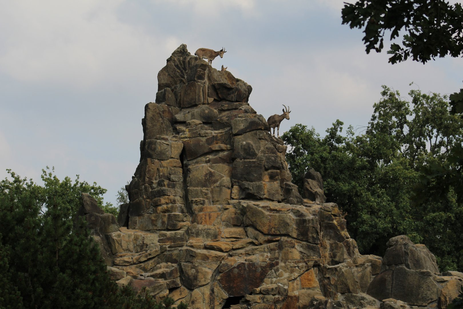 Siberian Ibex Enclosure