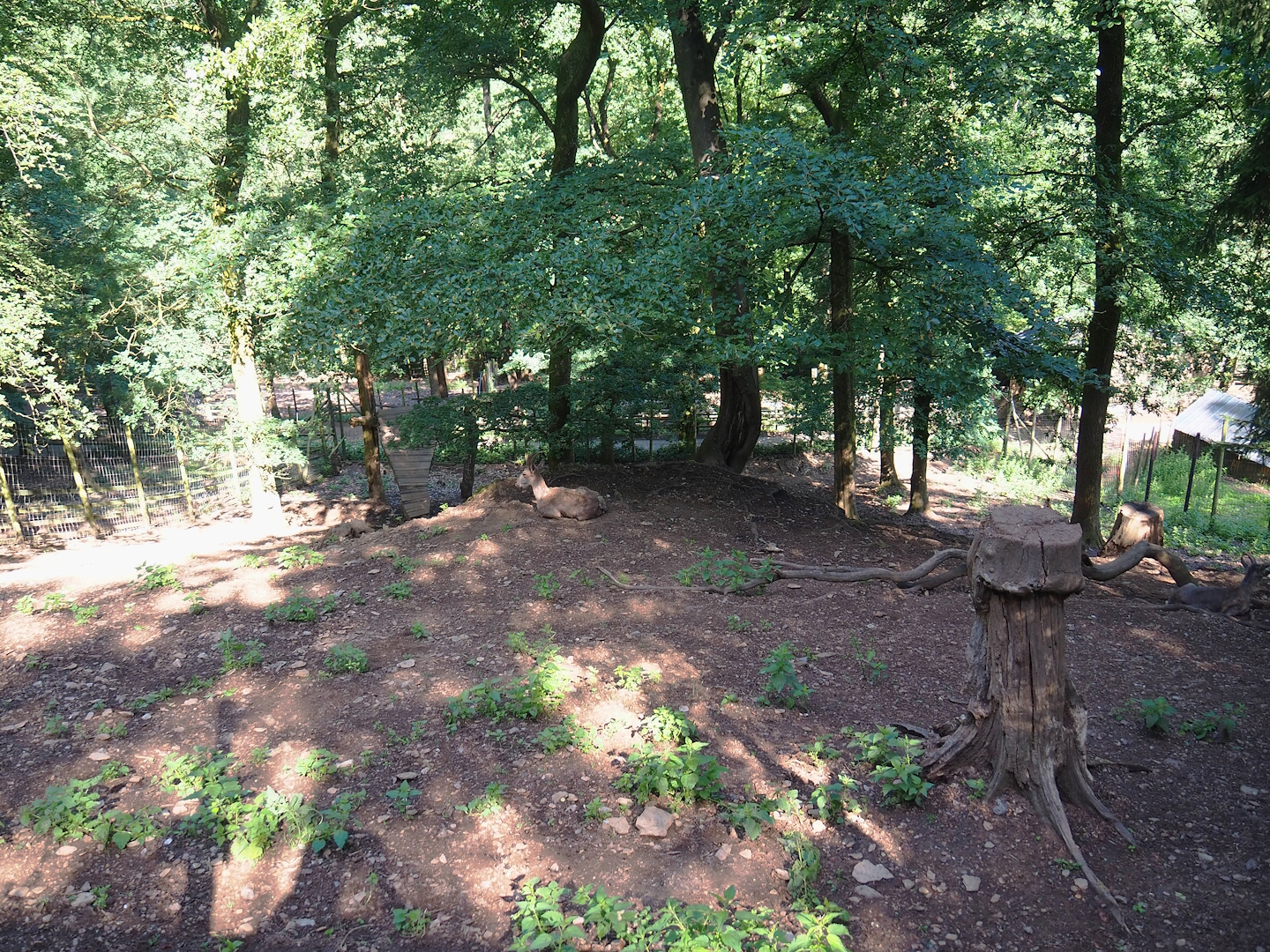Siberian ibex exhibit, 2023-06-24