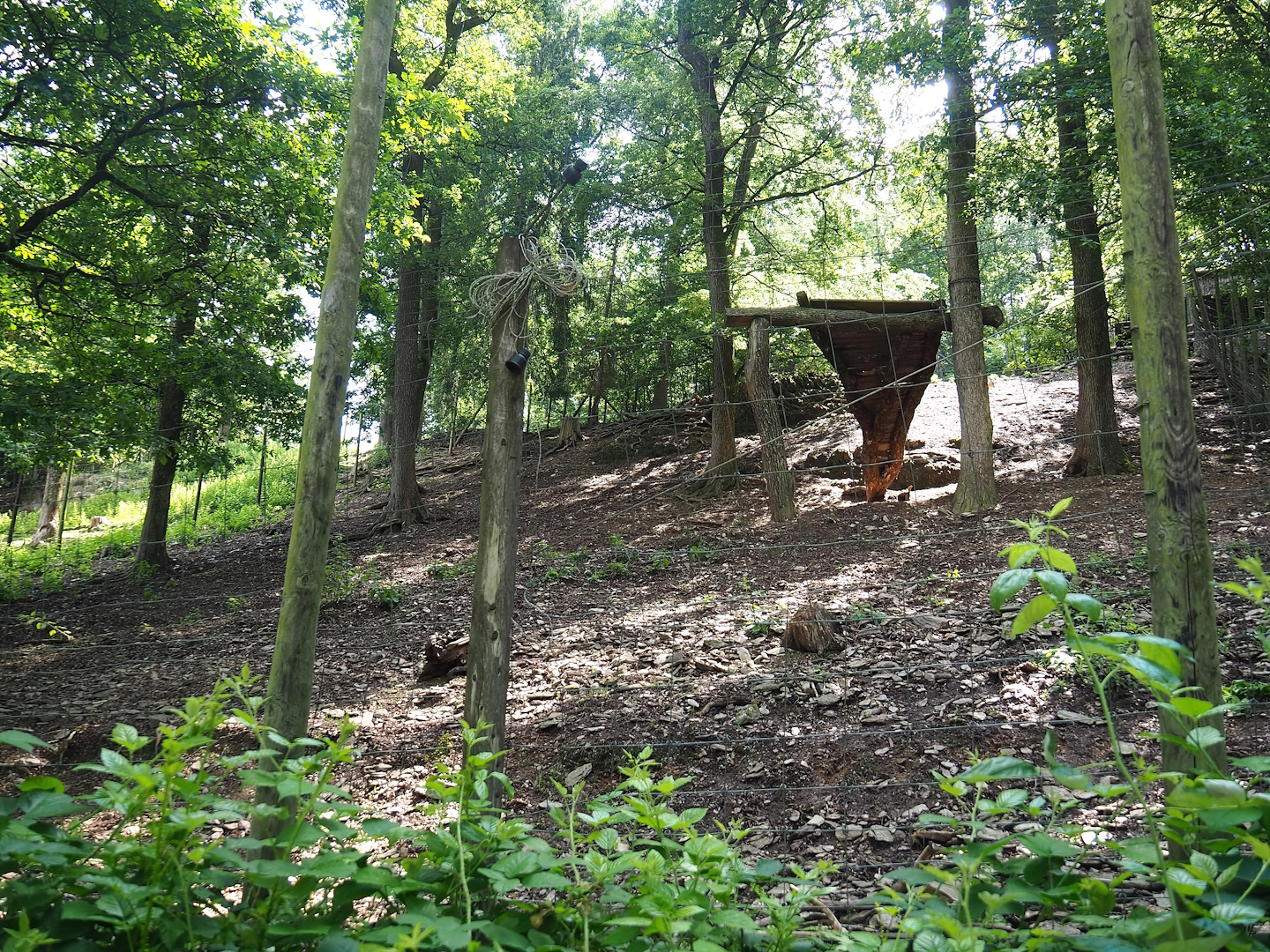 Siberian ibex exhibit, 2023-06-24