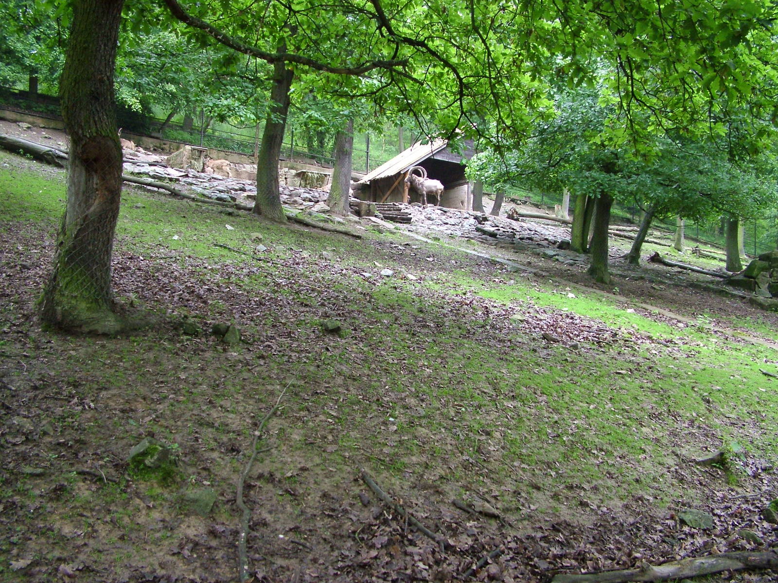 Siberian Ibex exhibit at Brno, 27/05/10
