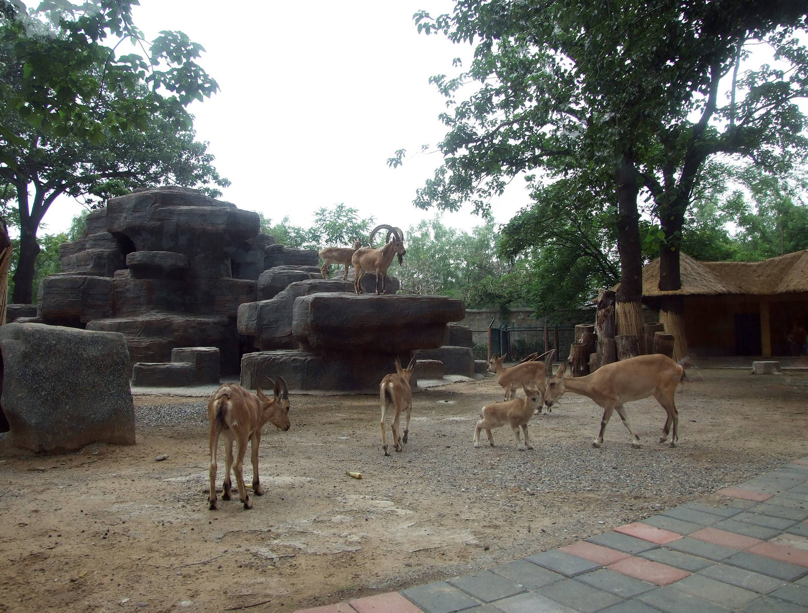 Siberian ibex exhibit