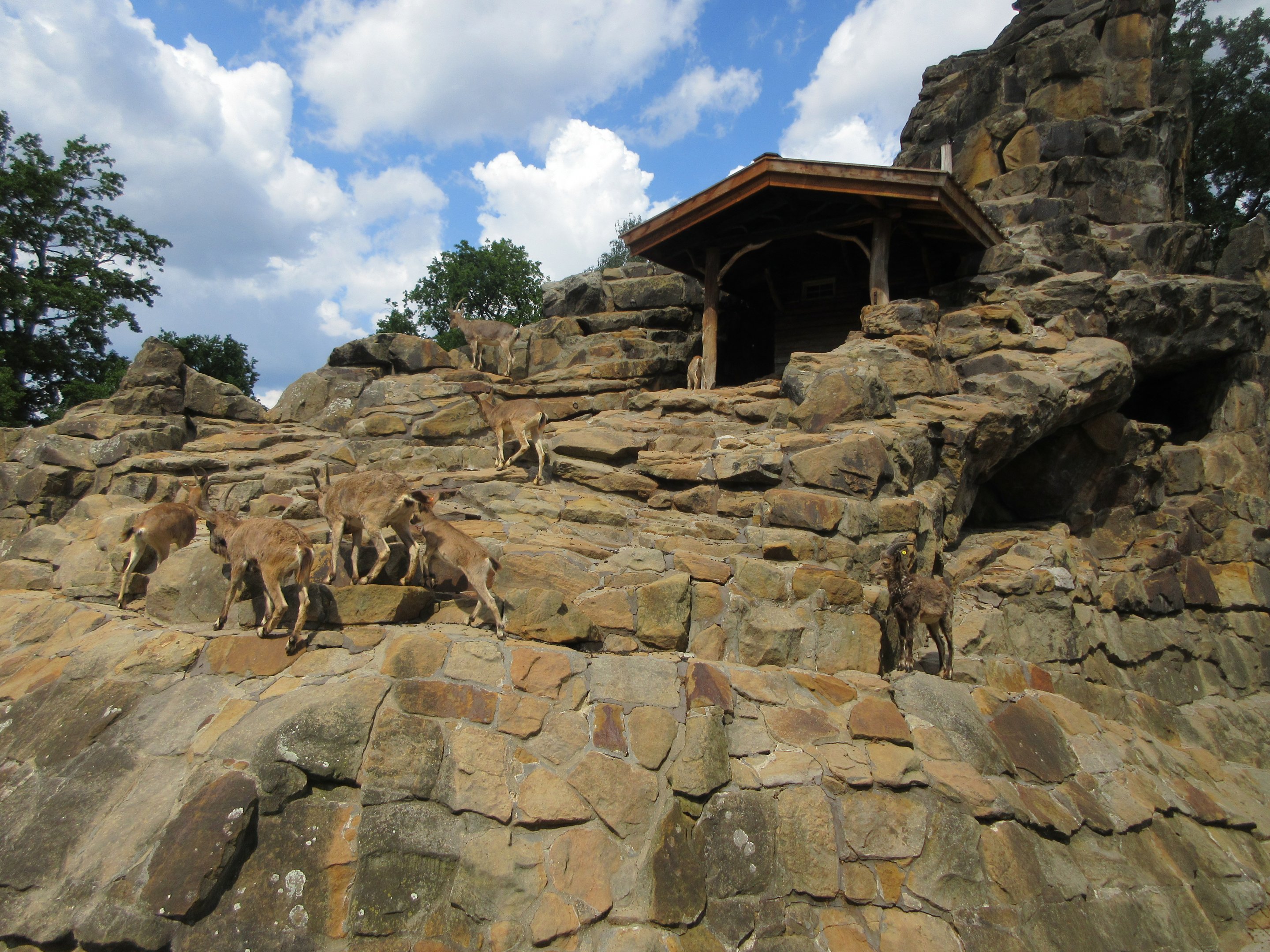 Siberian Ibex Exhibit