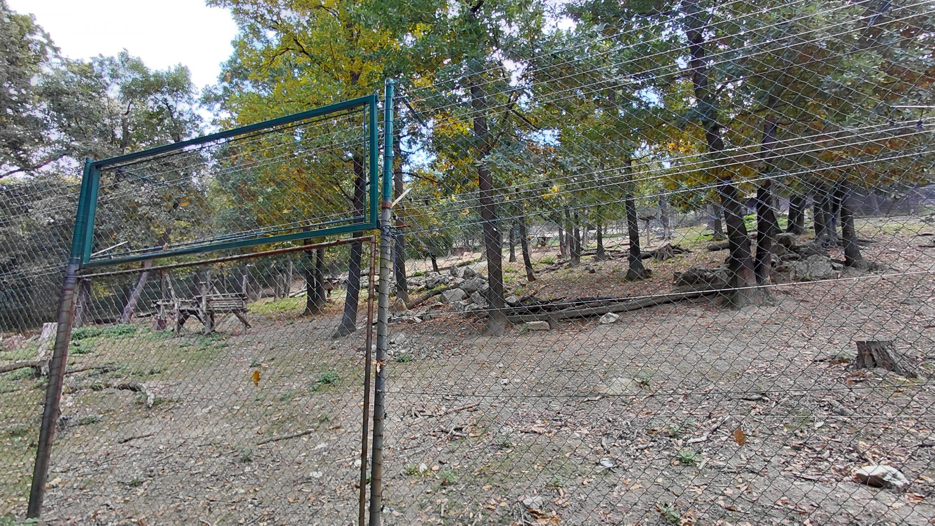 Siberian ibex exhibit