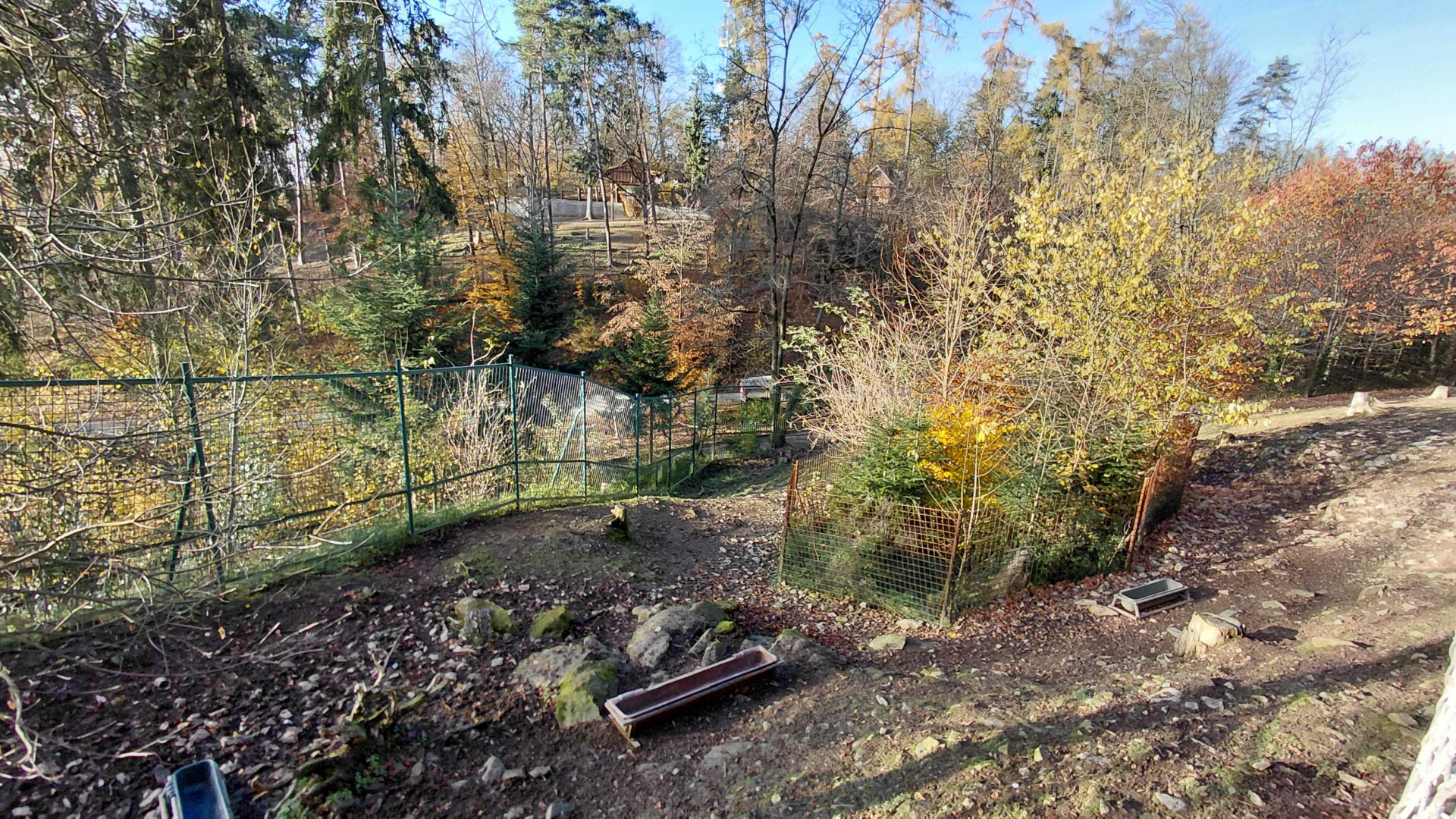 Siberian ibex exhibit