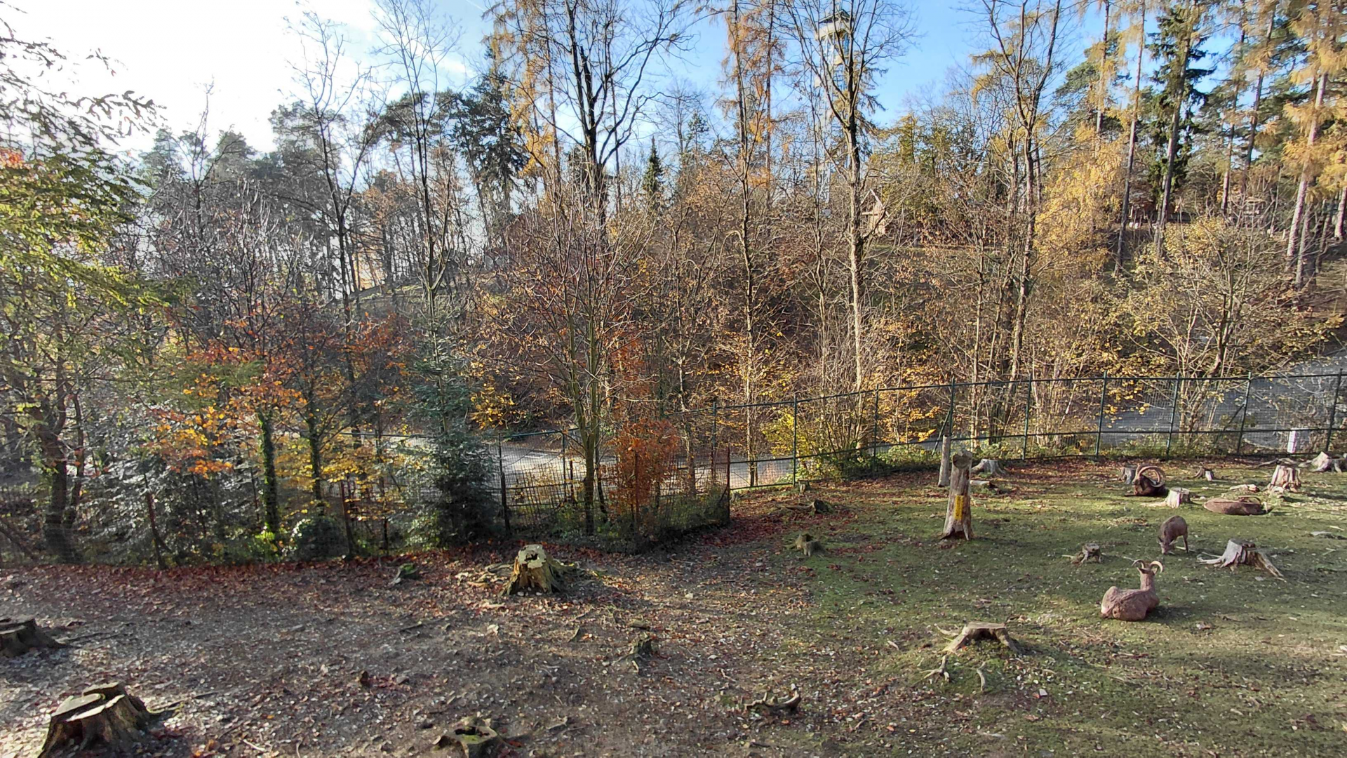 Siberian ibex exhibit