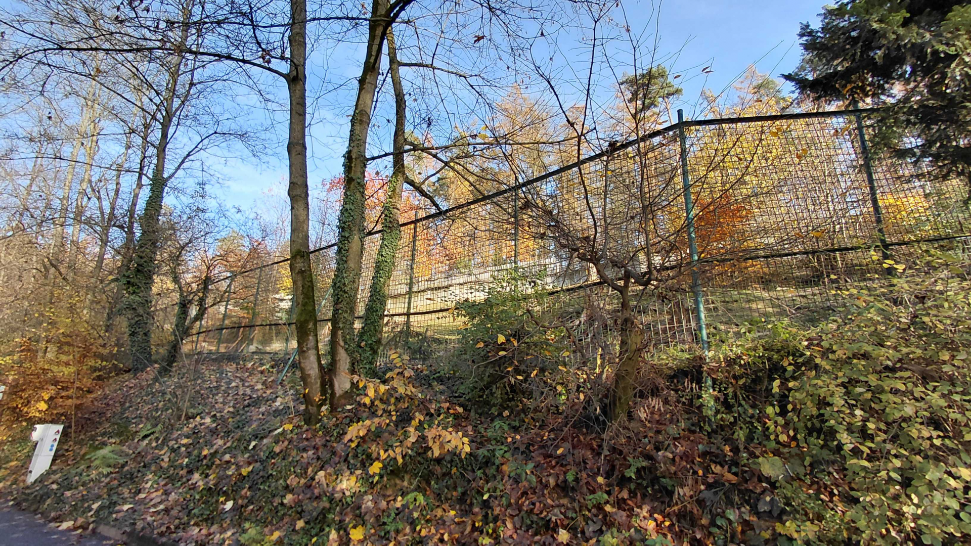 Siberian ibex exhibit