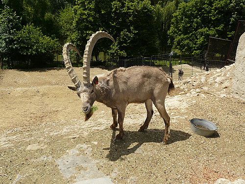 Siberian Ibex in Kishinev Zoo