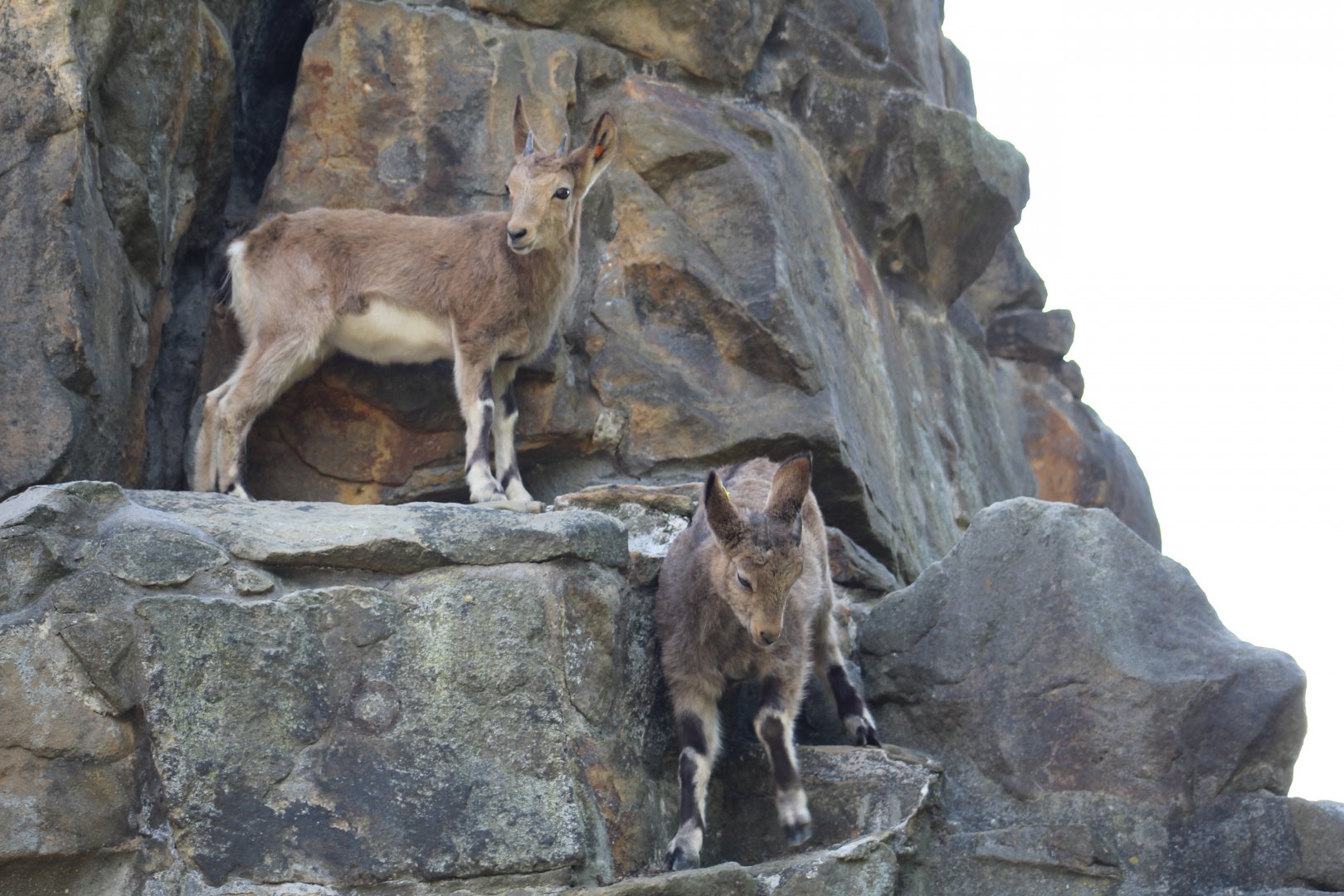 Siberian Ibex Kids