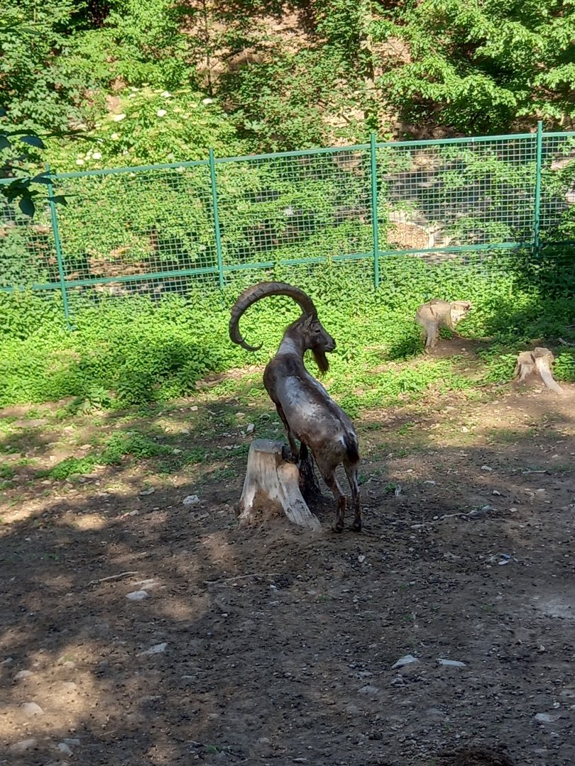 Siberian ibex - male