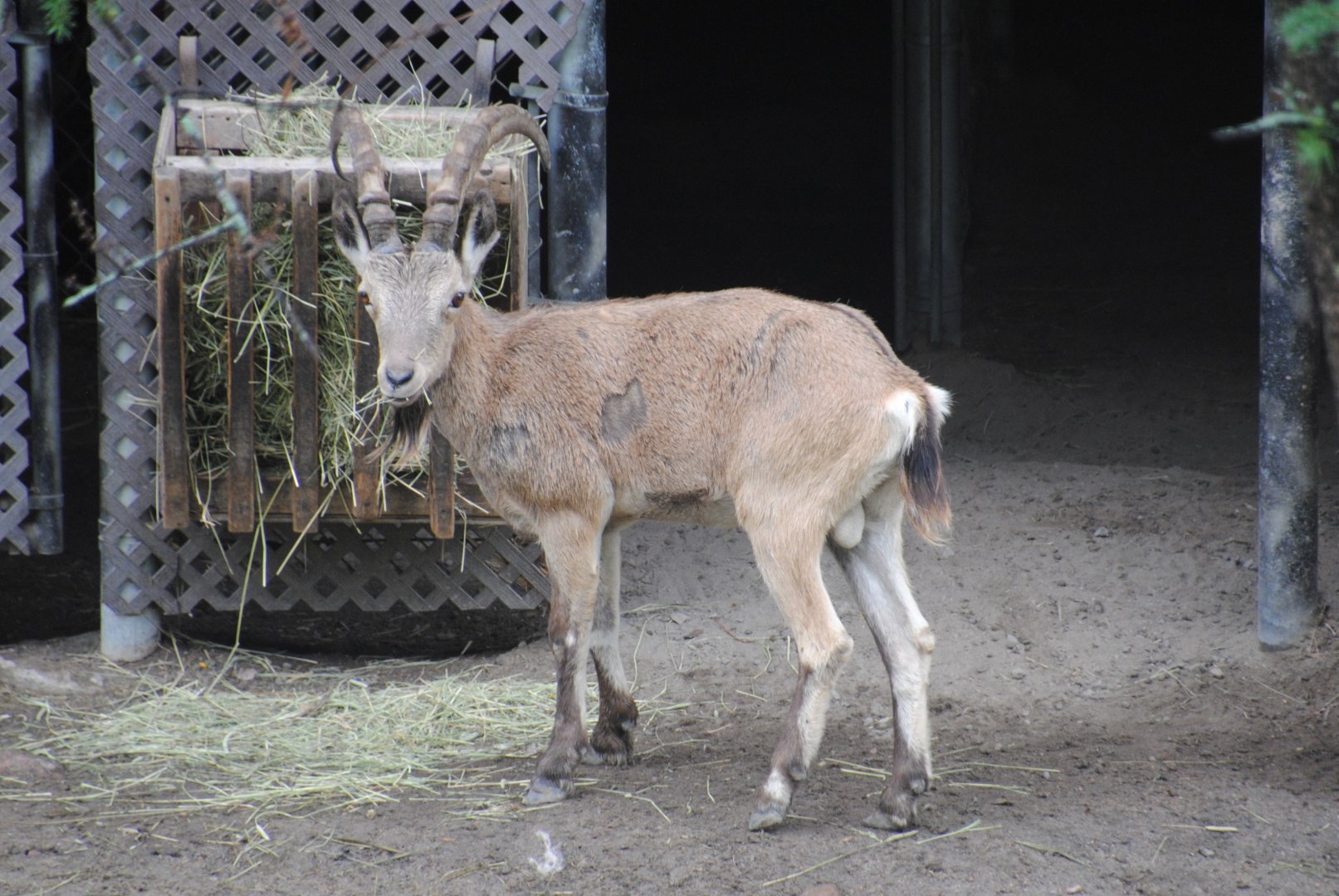 Siberian Ibex (Mongolia section)