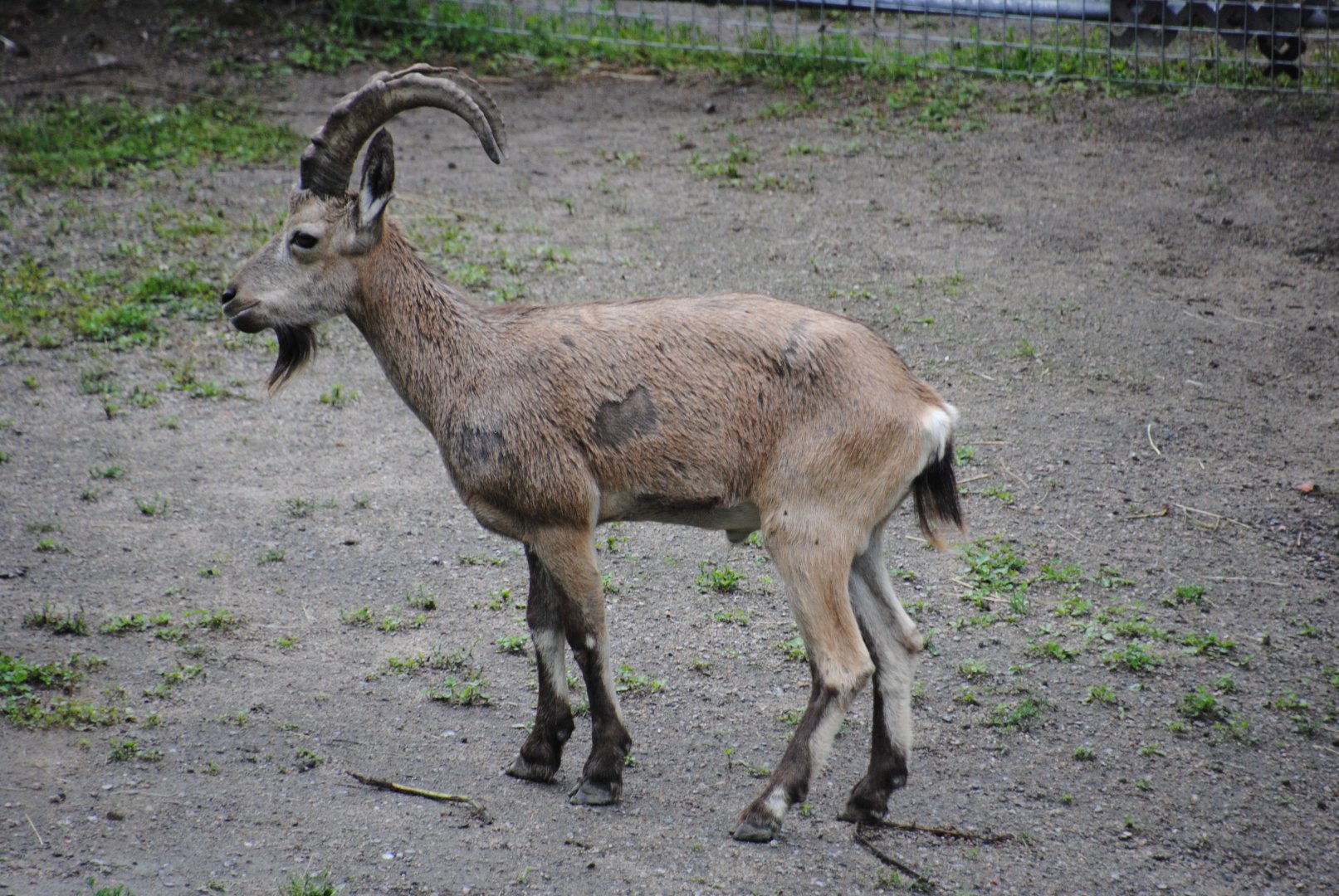 Siberian Ibex (Mongolia section)